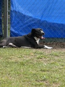 Enlarge Ace, a Adoptable mixed breed in Standish, MI image 1/4