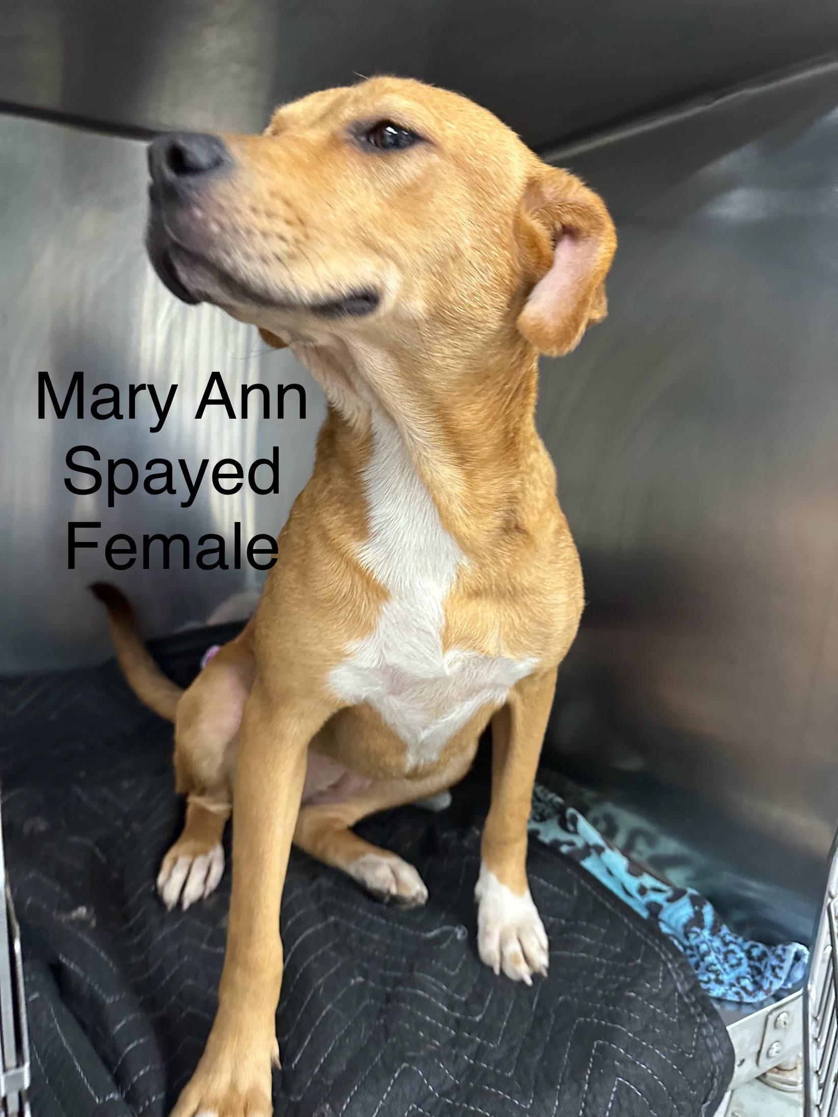 Mary Ann