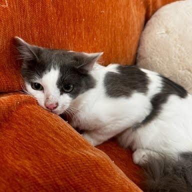 Heartley, Adoptable, Young Male Domestic Medium Hair.