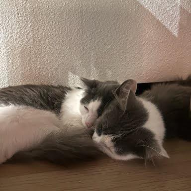 Enlarge Heartley, a Adoptable Domestic Medium Hair in Tustin, CA image 2/2