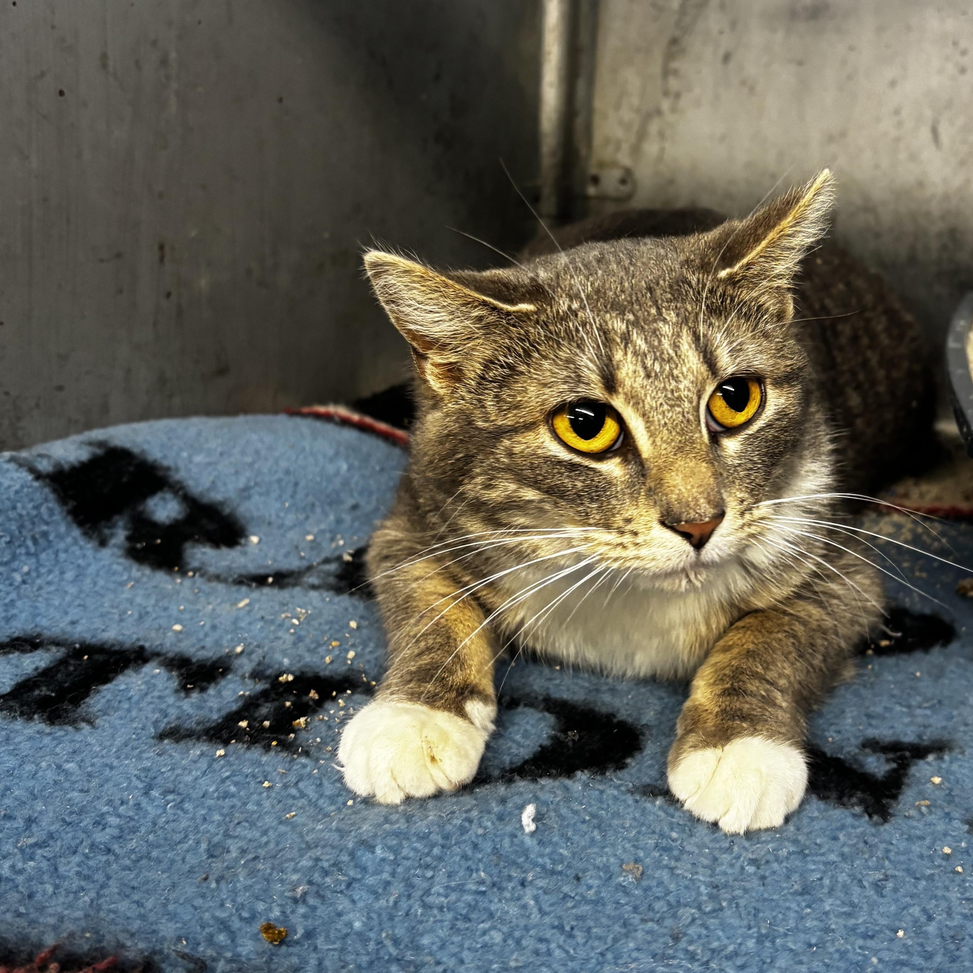 Enlarge Scary Spice , an adopted Domestic Short Hair in Fort Madison, IA image 1/1