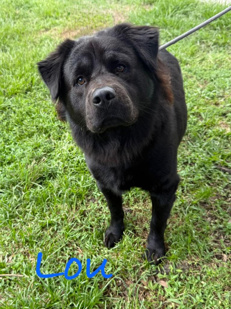 Lou, Adoptable, Puppy Male Chow Chow & Shepherd.