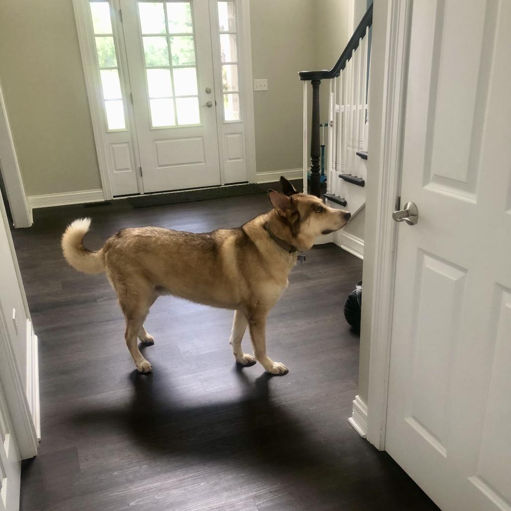 Enlarge Loki - Home to Home, a Adoptable mixed breed in South Elgin, IL image 1/6