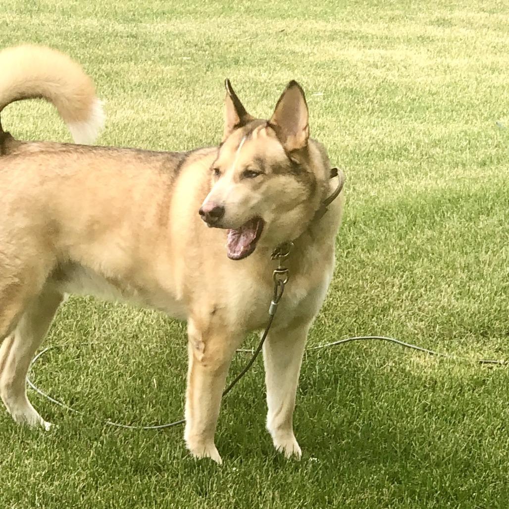 Enlarge Loki - Home to Home, a Adoptable mixed breed in South Elgin, IL image 2/6