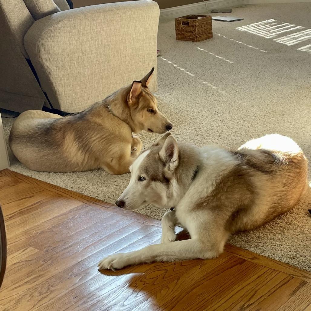 Enlarge Loki - Home to Home, a Adoptable mixed breed in South Elgin, IL image 3/6