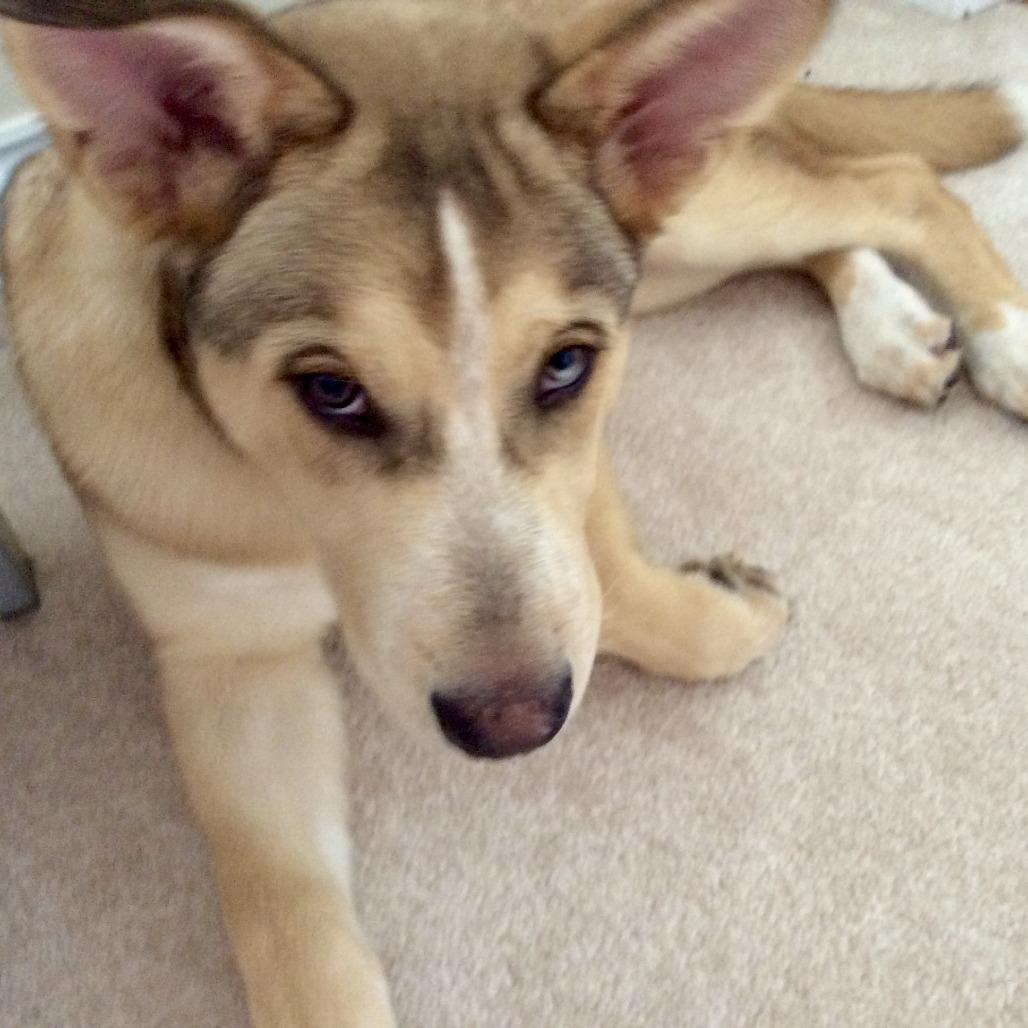 Enlarge Loki - Home to Home, a Adoptable mixed breed in South Elgin, IL image 4/6