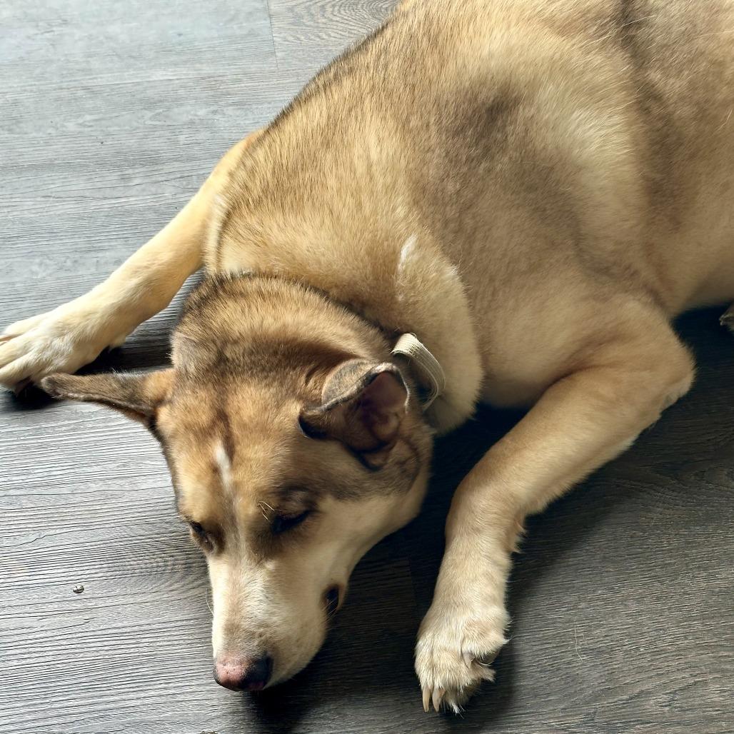 Enlarge Loki - Home to Home, a Adoptable mixed breed in South Elgin, IL image 5/6