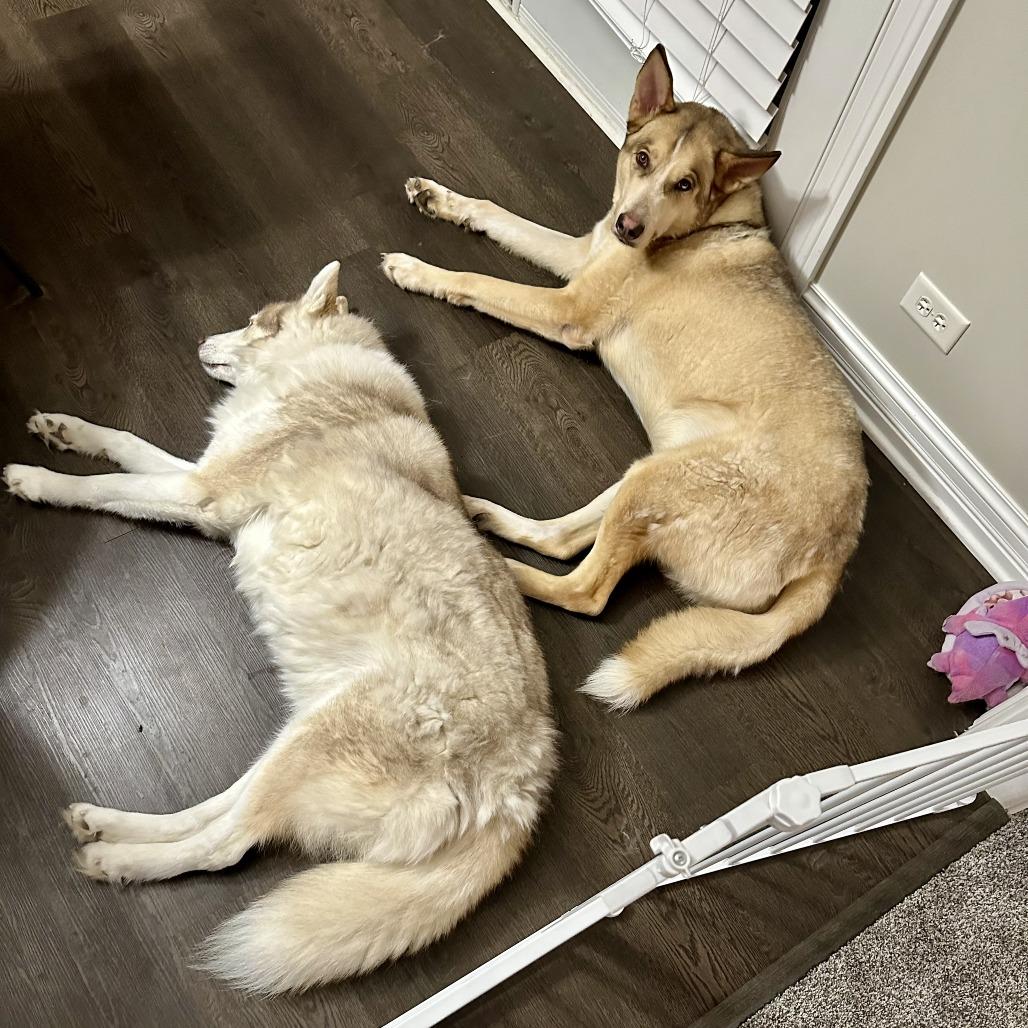 Enlarge Loki - Home to Home, a Adoptable mixed breed in South Elgin, IL image 6/6