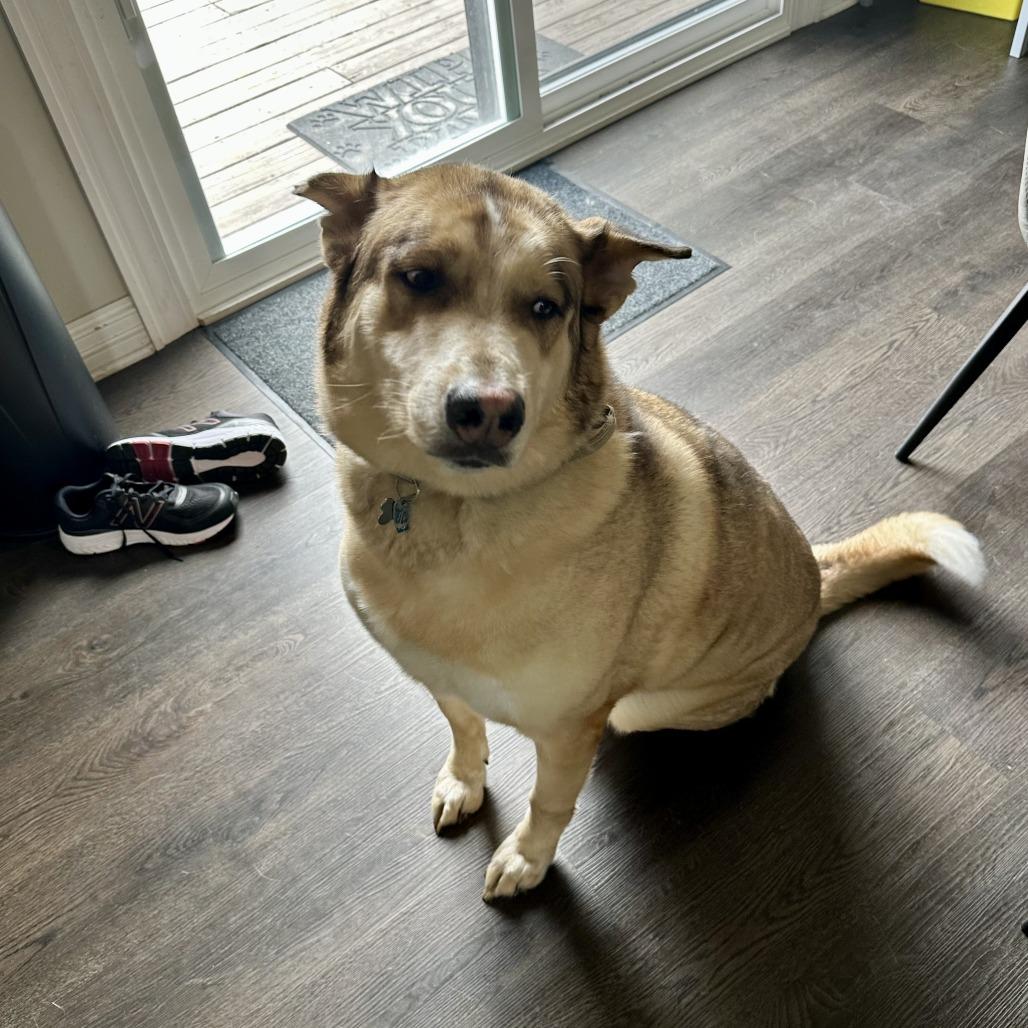 Loki - Home to Home, a Adoptable mixed breed in South Elgin, IL image 6/6