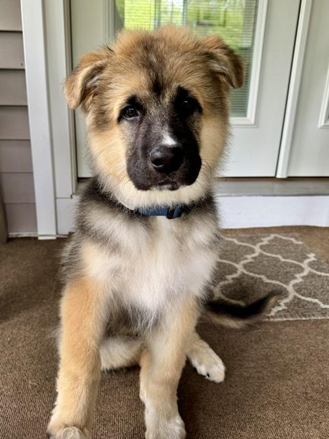 Enlarge Murphy (fka Porter), an adopted mixed breed in Wappinger Falls, NY image 1/4