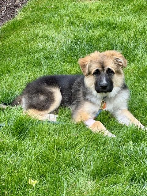 Enlarge Murphy (fka Porter), an adopted mixed breed in Wappinger Falls, NY image 4/4
