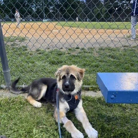 Enlarge Murphy (fka Porter), an adopted mixed breed in Wappinger Falls, NY image 2/4