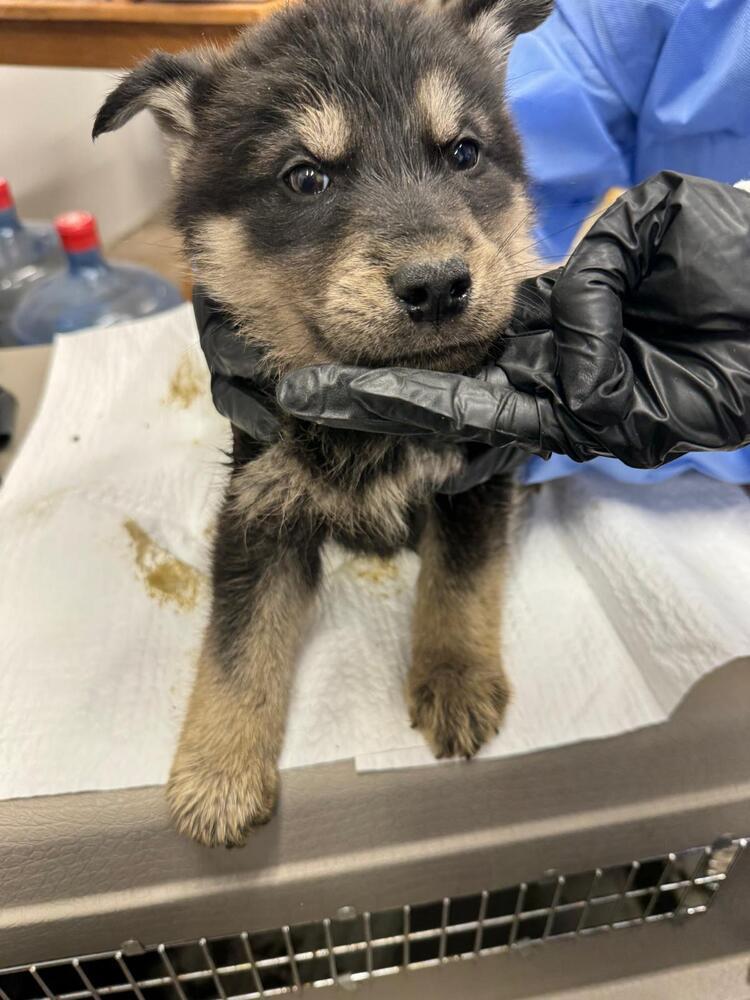 American Jackal, Adoptable, Puppy Male Husky & Mixed Breed.