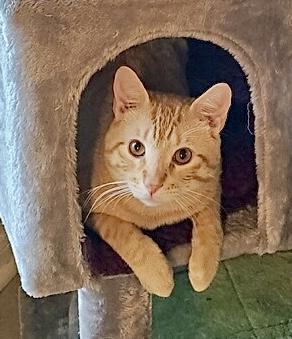 Pancho - North Conroe Petsmart