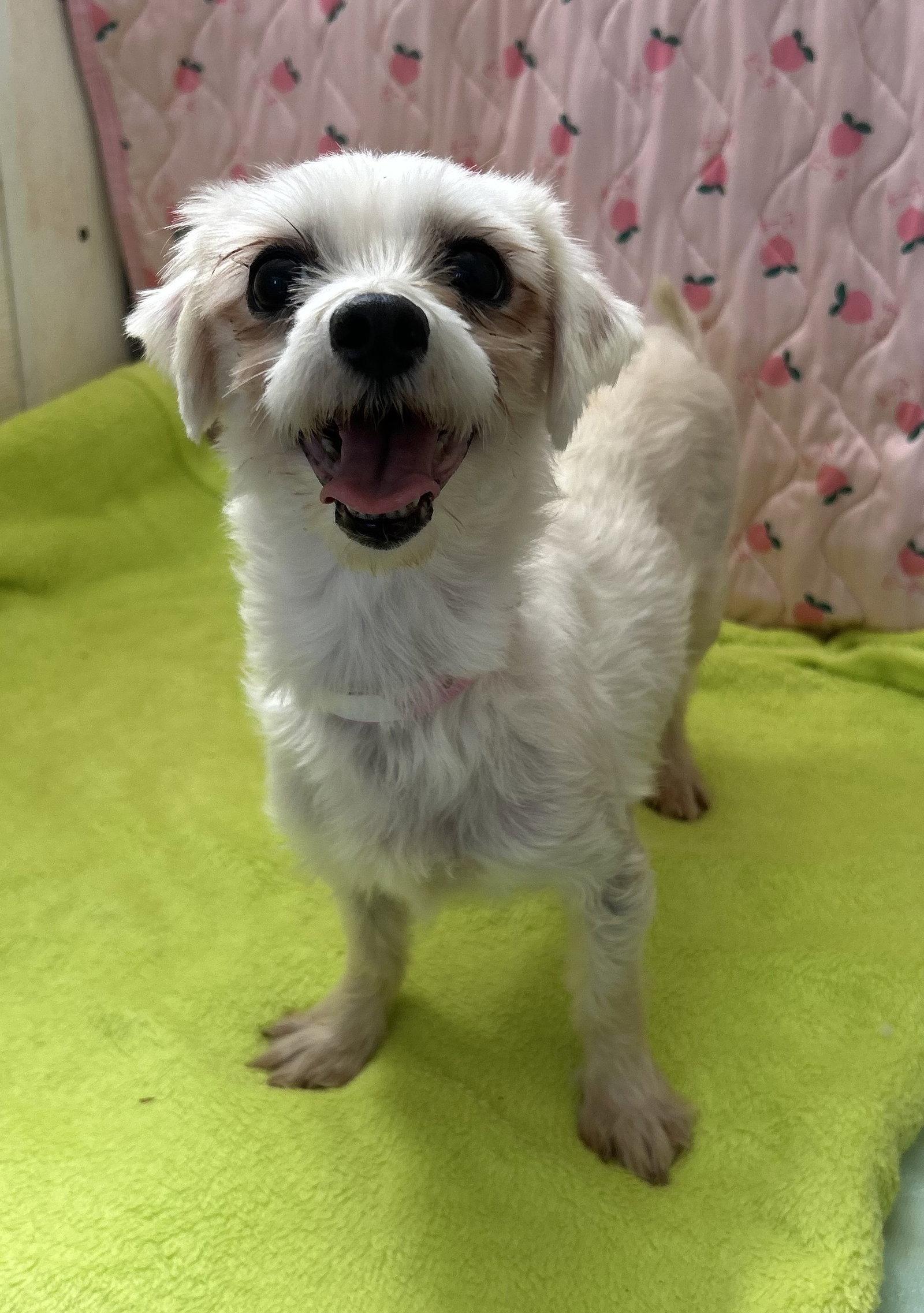 Xena Mar 26, Adoptable, Adult Female Maltese & Poodle.