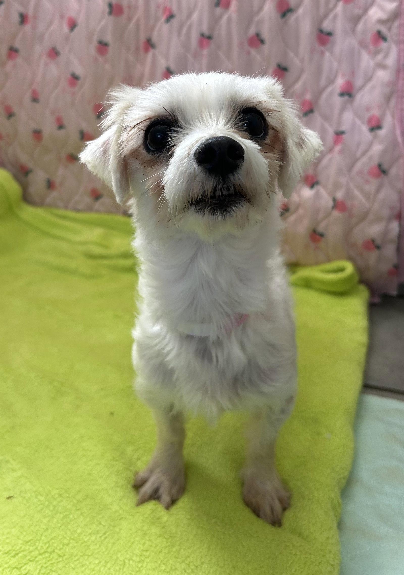 Enlarge Xena Mar 26, a Adoptable mixed breed in Pacolet, SC image 2/3