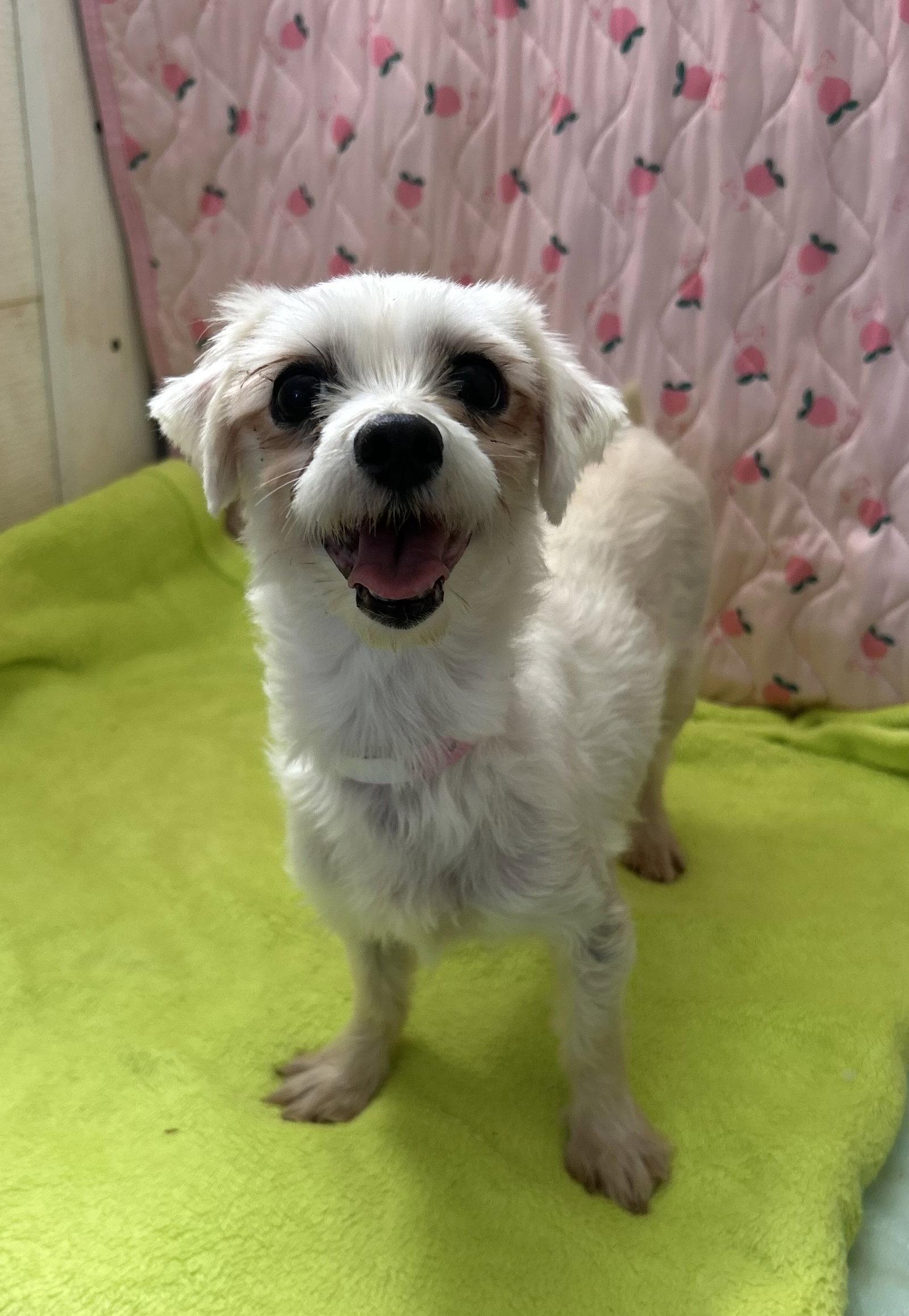 Enlarge Xena Mar 26, a Adoptable mixed breed in Pacolet, SC image 3/3