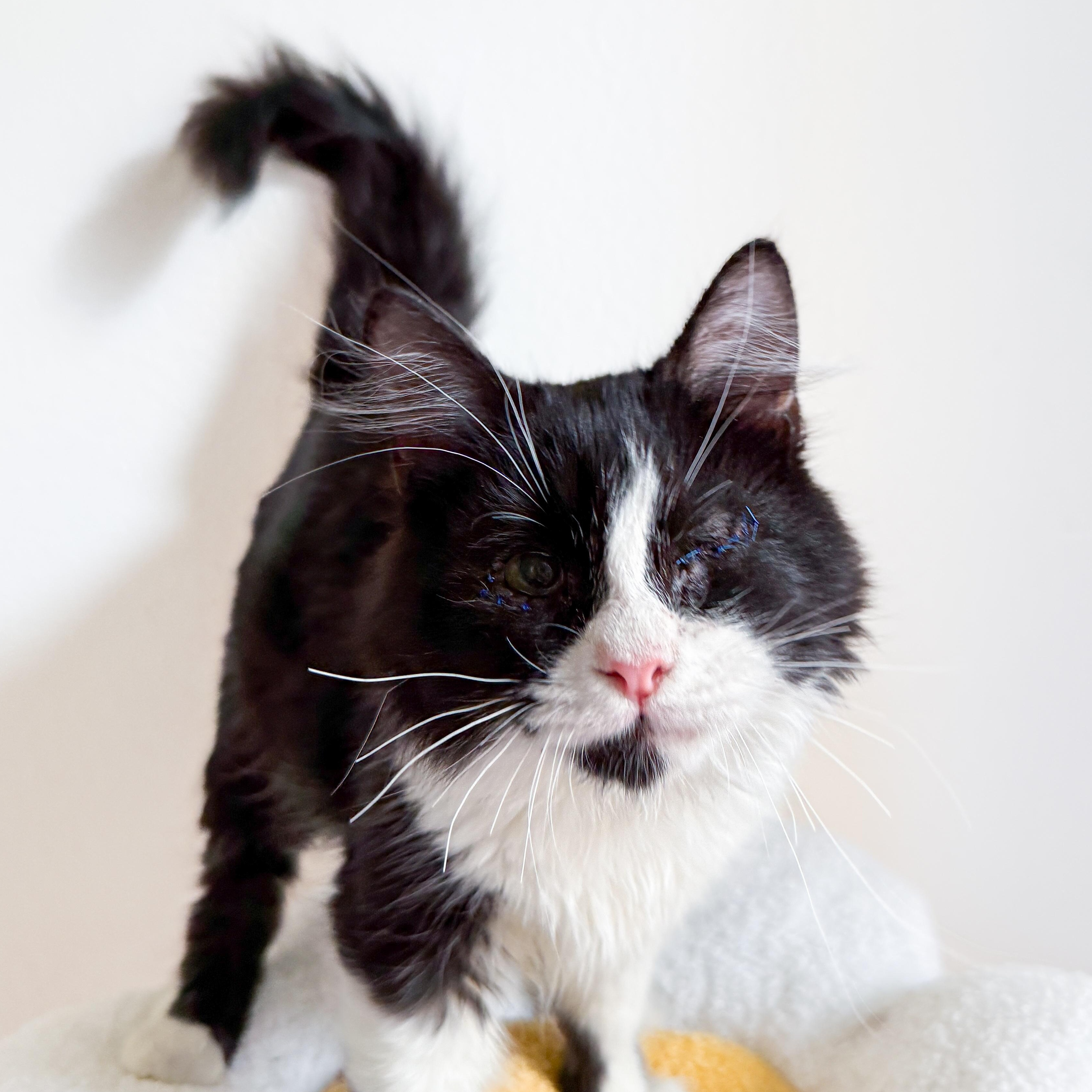 Enlarge Foxtrot, an adopted Domestic Long Hair in New Orleans, LA image 1/1