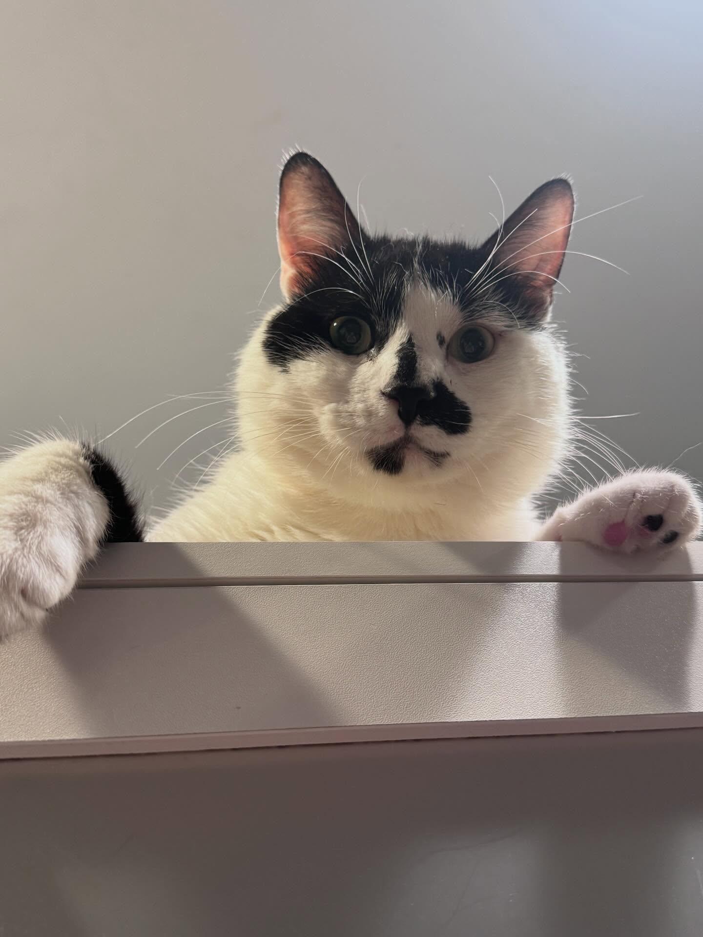 Enlarge Bernie, a ADOPTABLE Domestic Short Hair in Levittown, PA image 1/4