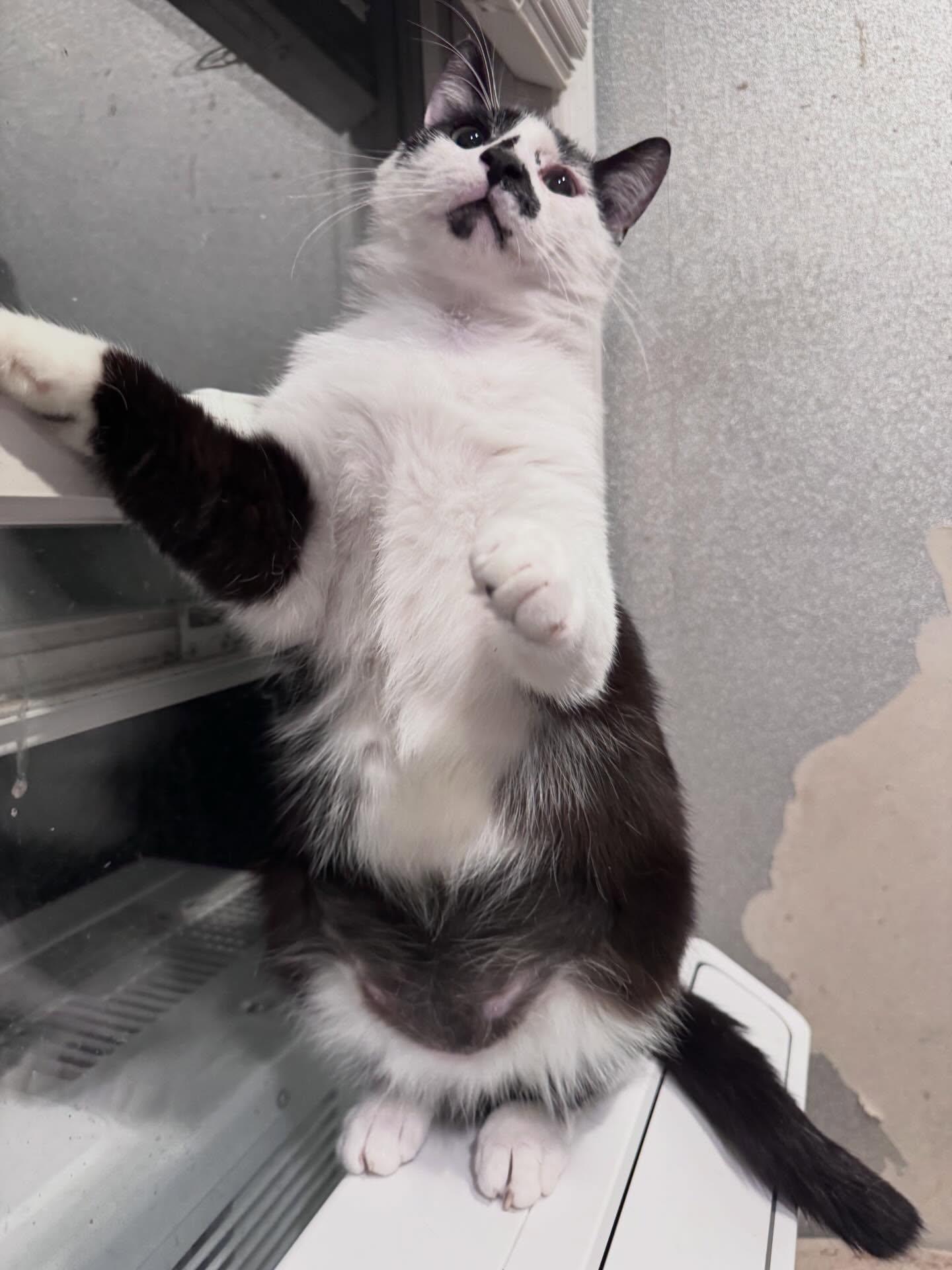 Enlarge Bernie, a ADOPTABLE Domestic Short Hair in Levittown, PA image 3/4