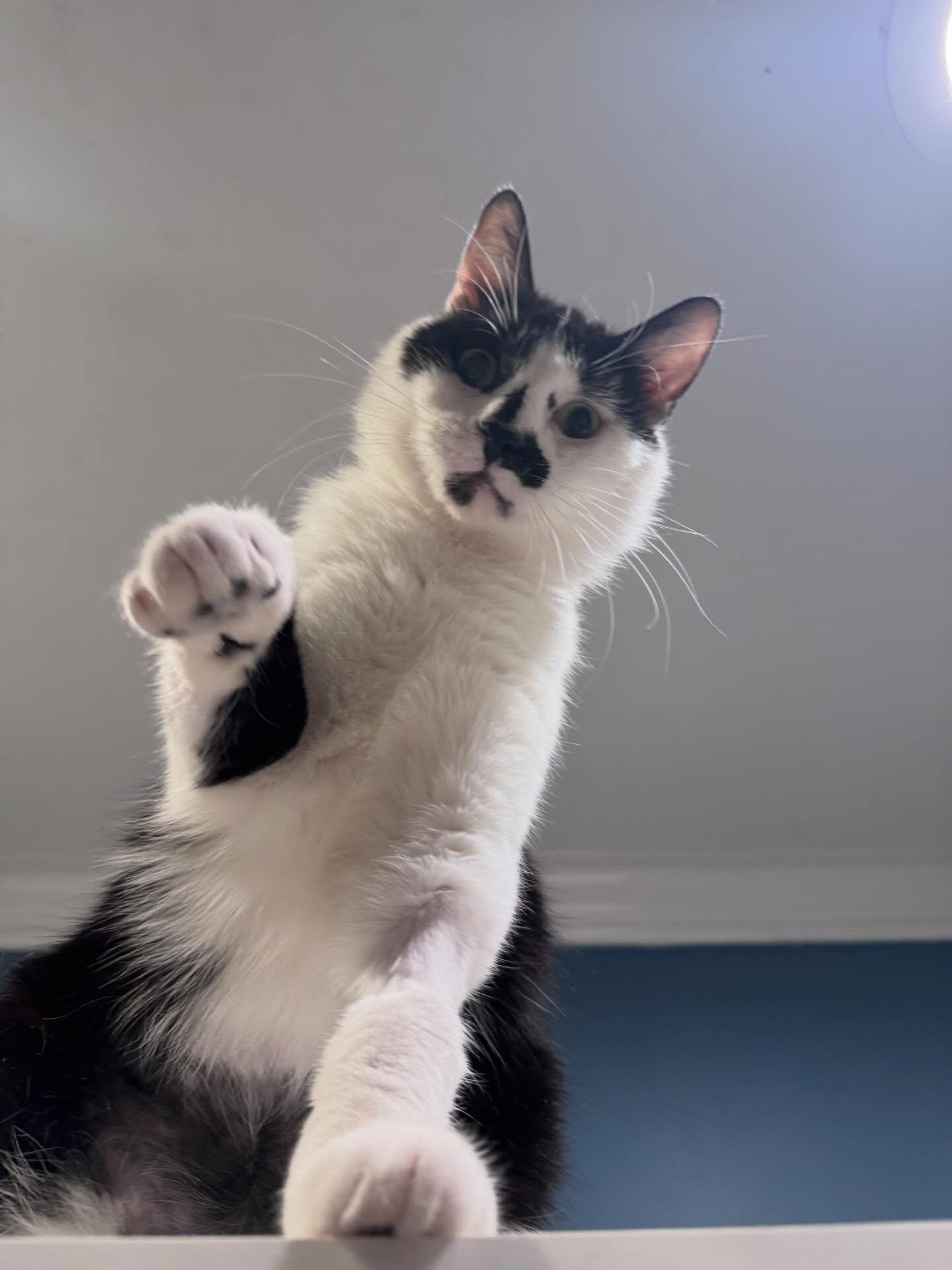 Enlarge Bernie, a ADOPTABLE Domestic Short Hair in Levittown, PA image 2/4