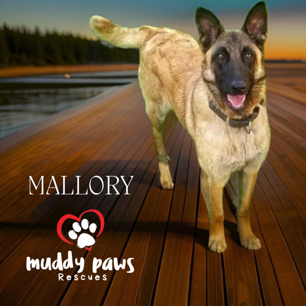 Enlarge Mallory, a Adoptable mixed breed in Council Bluffs, IA image 1/1
