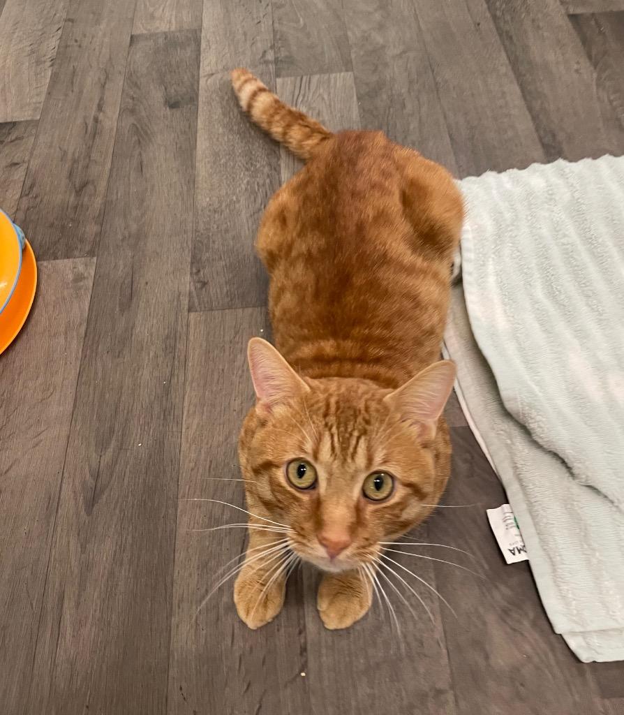Grilled Cheese, Adoptable, Young Male Domestic Short Hair.