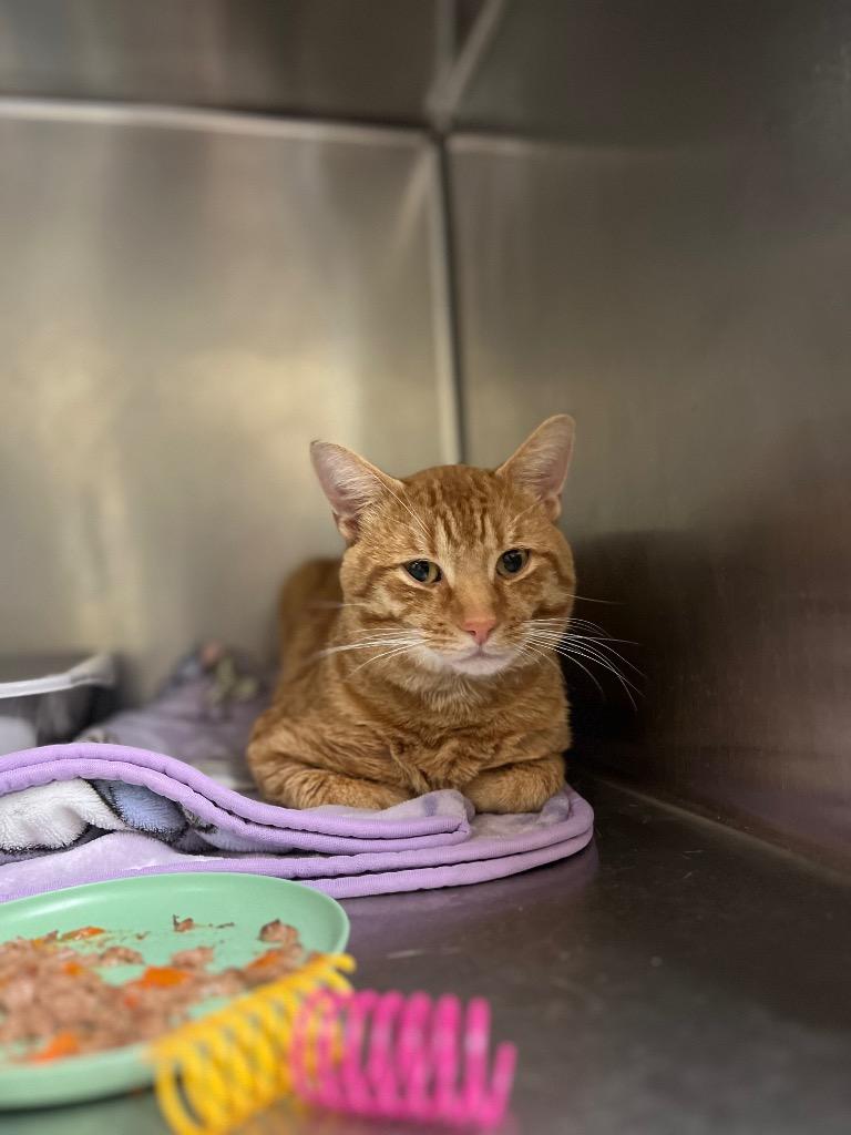 Enlarge Grilled Cheese, a Adoptable mixed breed in Meriden, CT image 2/3
