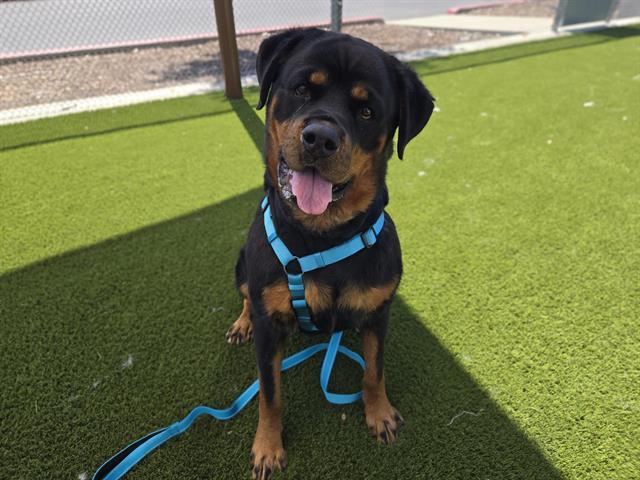 ALORA, Adoptable, Adult Female Rottweiler.