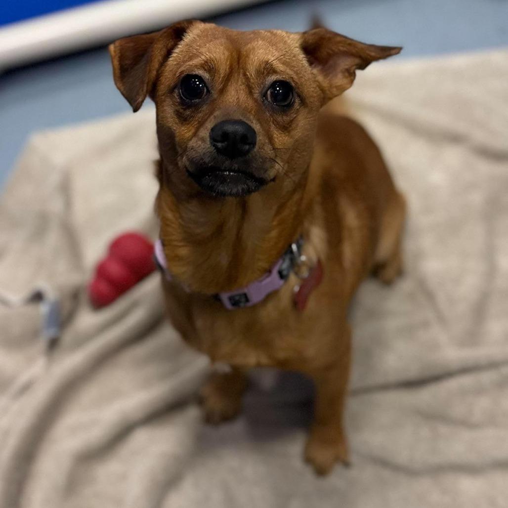 Turkey, Adoptable, Adult Male Chihuahua & Mixed Breed.
