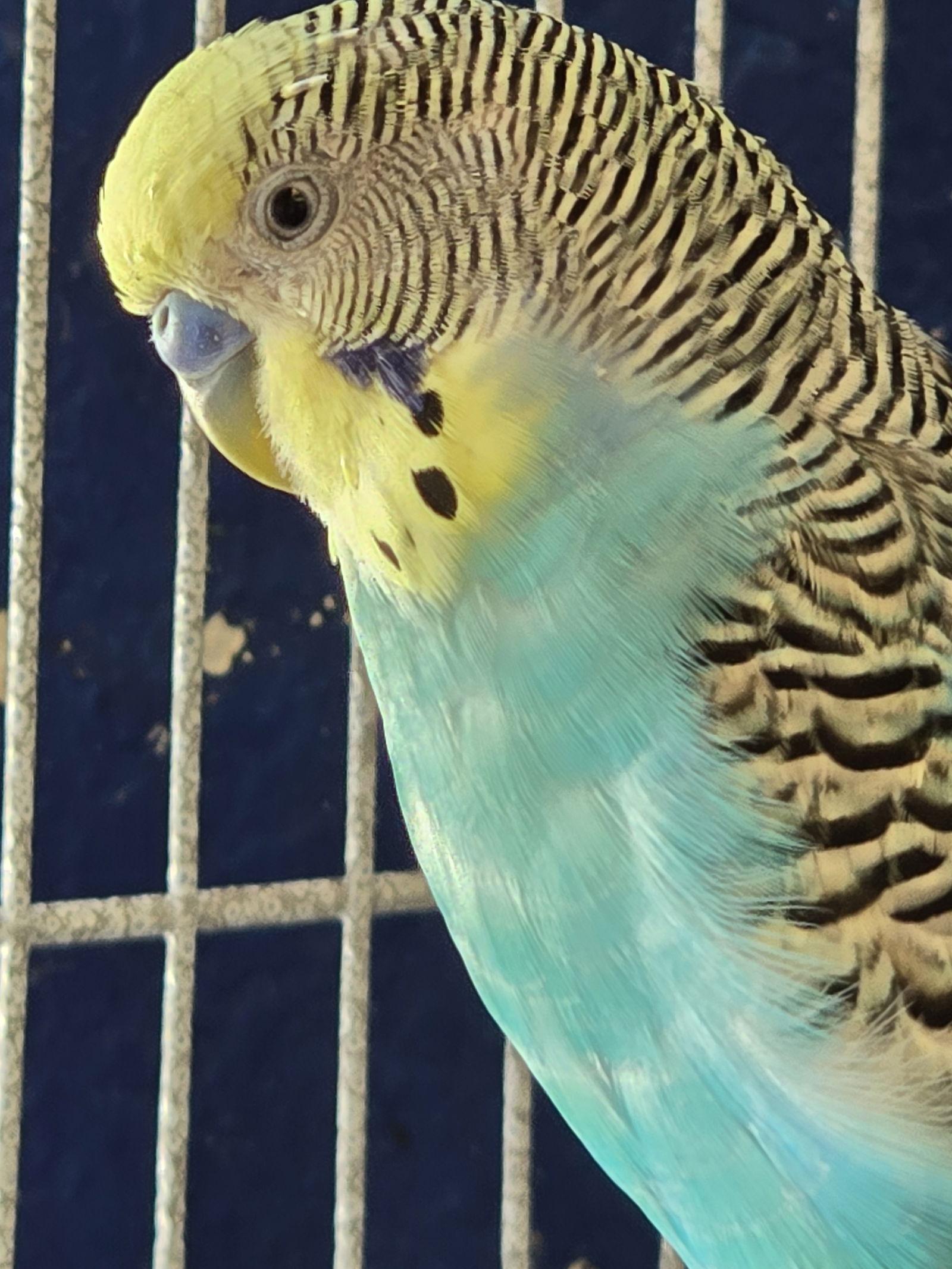 Ricky, Adopted, Young Male Budgie / Budgerigar.