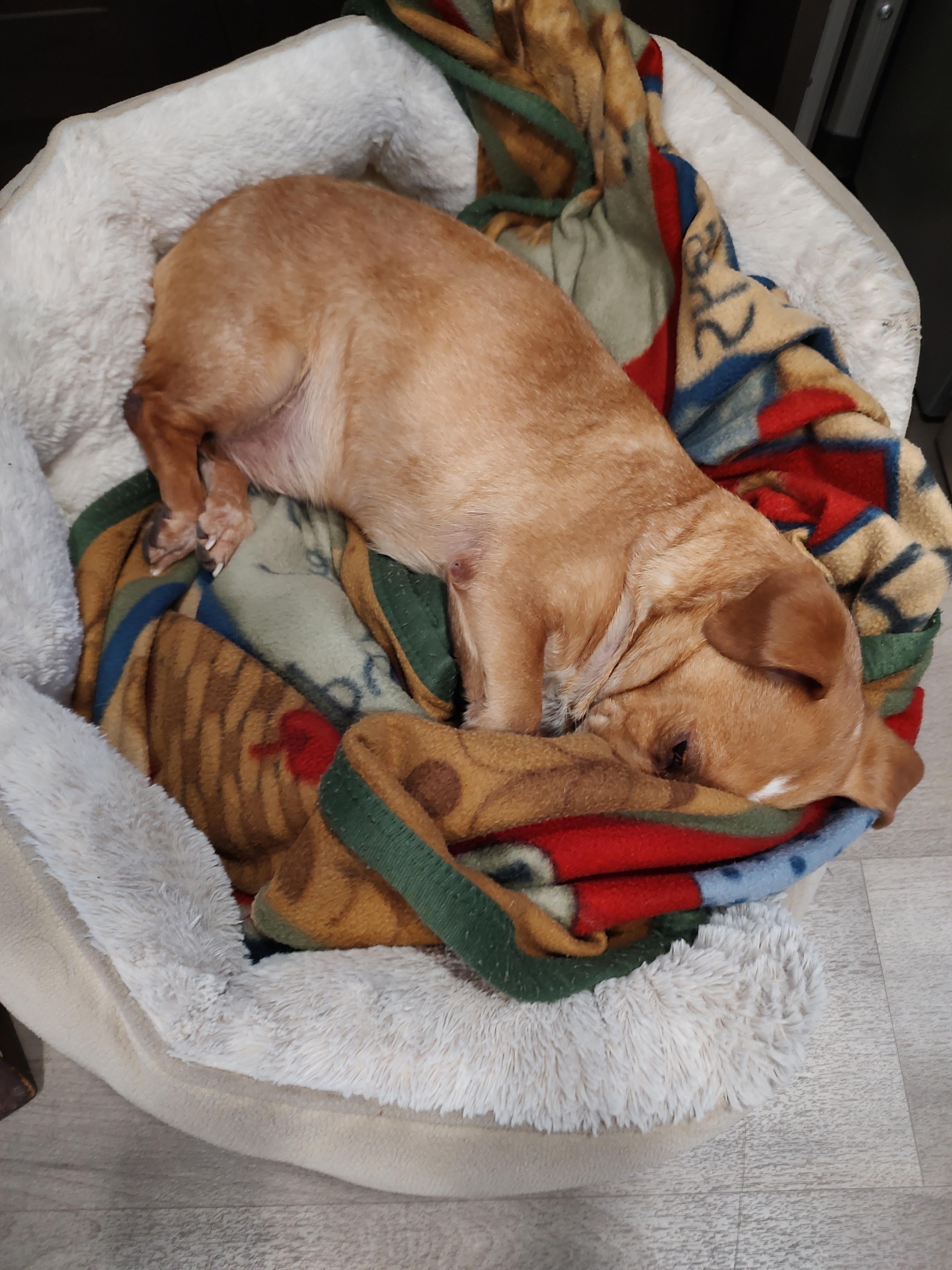 Enlarge Peanut, a Adoptable mixed breed in Sandy, UT image 2/6