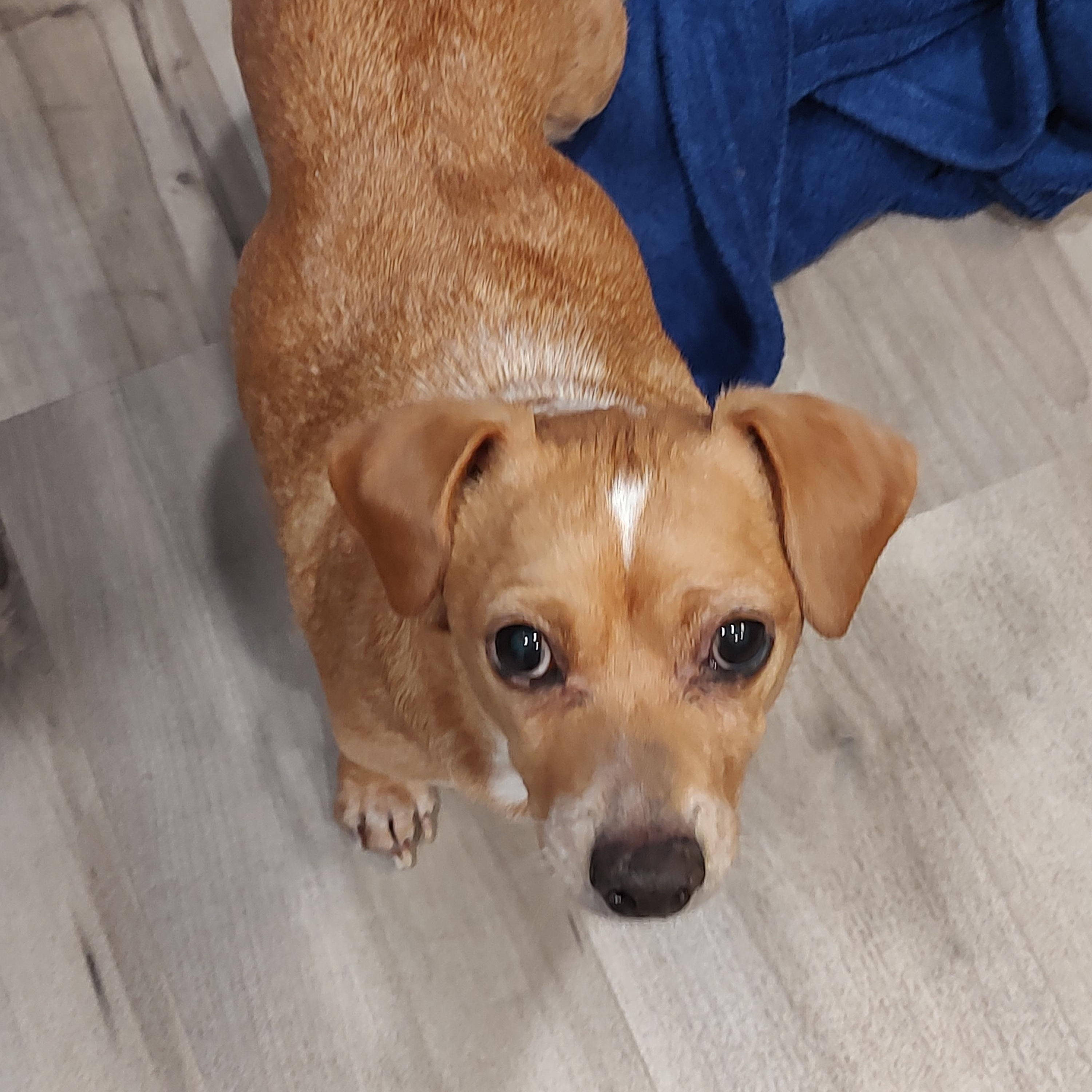 Enlarge Peanut, a Adoptable mixed breed in Sandy, UT image 3/6