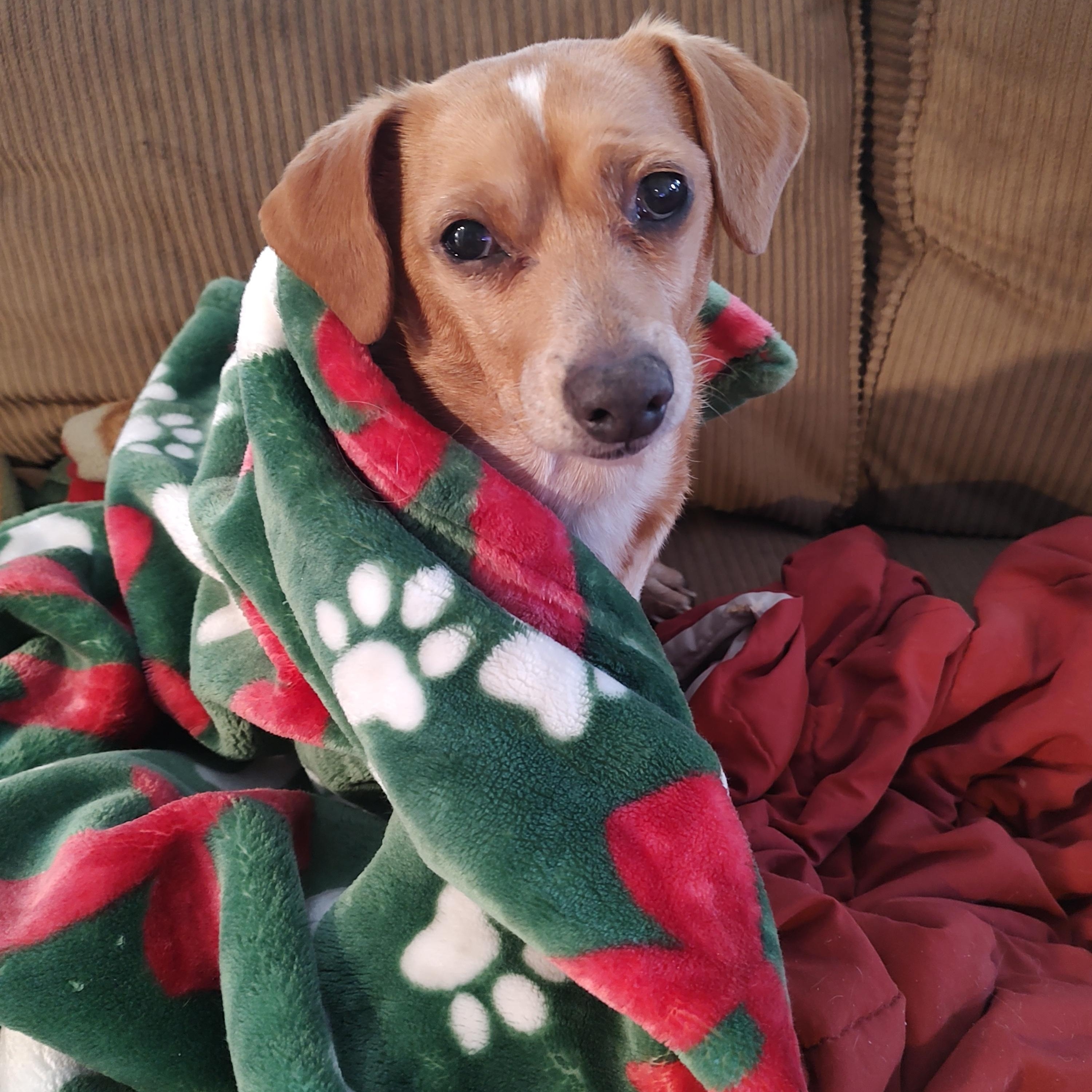 Peanut, Adoptable, Senior Male Dachshund & Chihuahua.