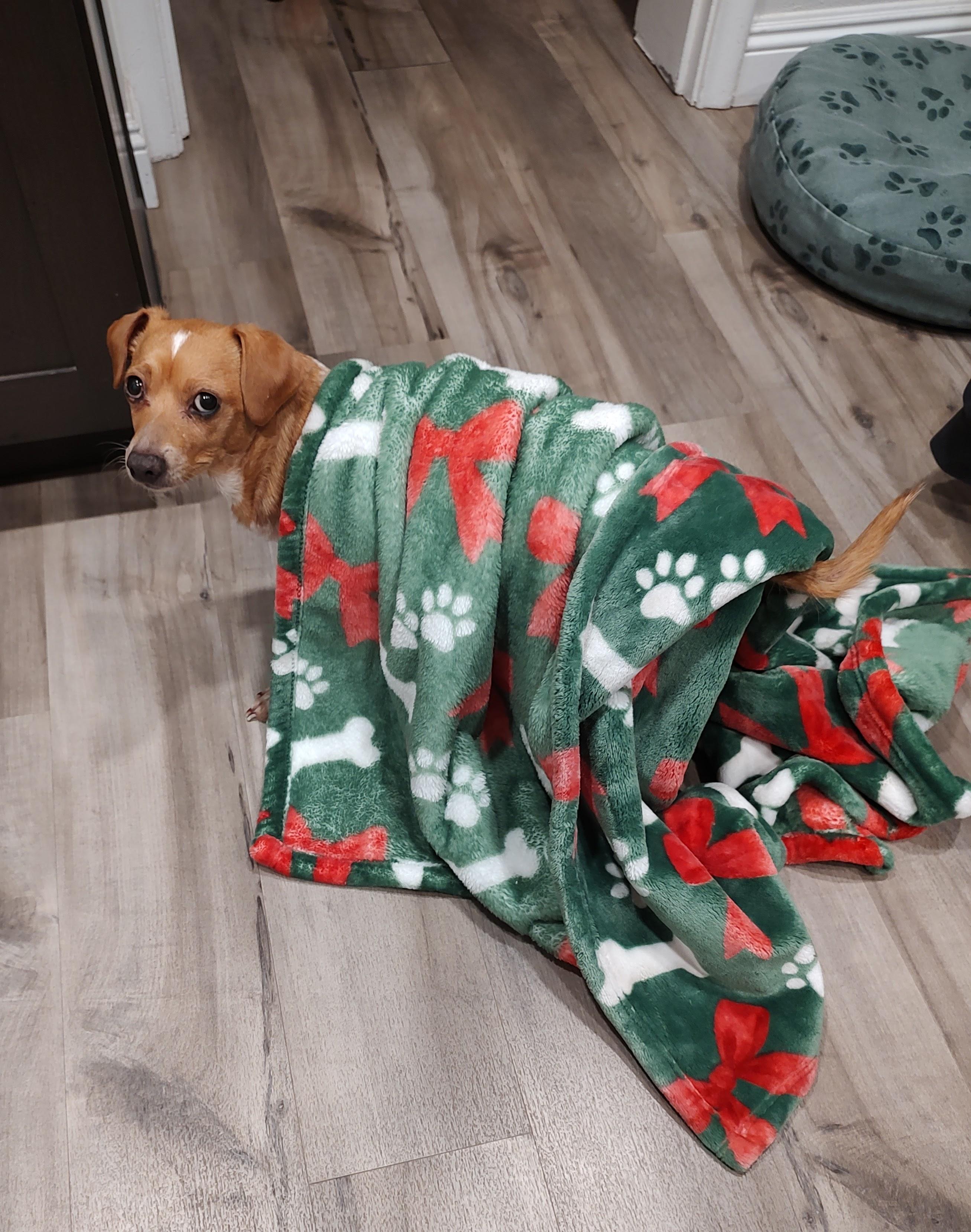 Enlarge Peanut, a Adoptable mixed breed in Sandy, UT image 4/6