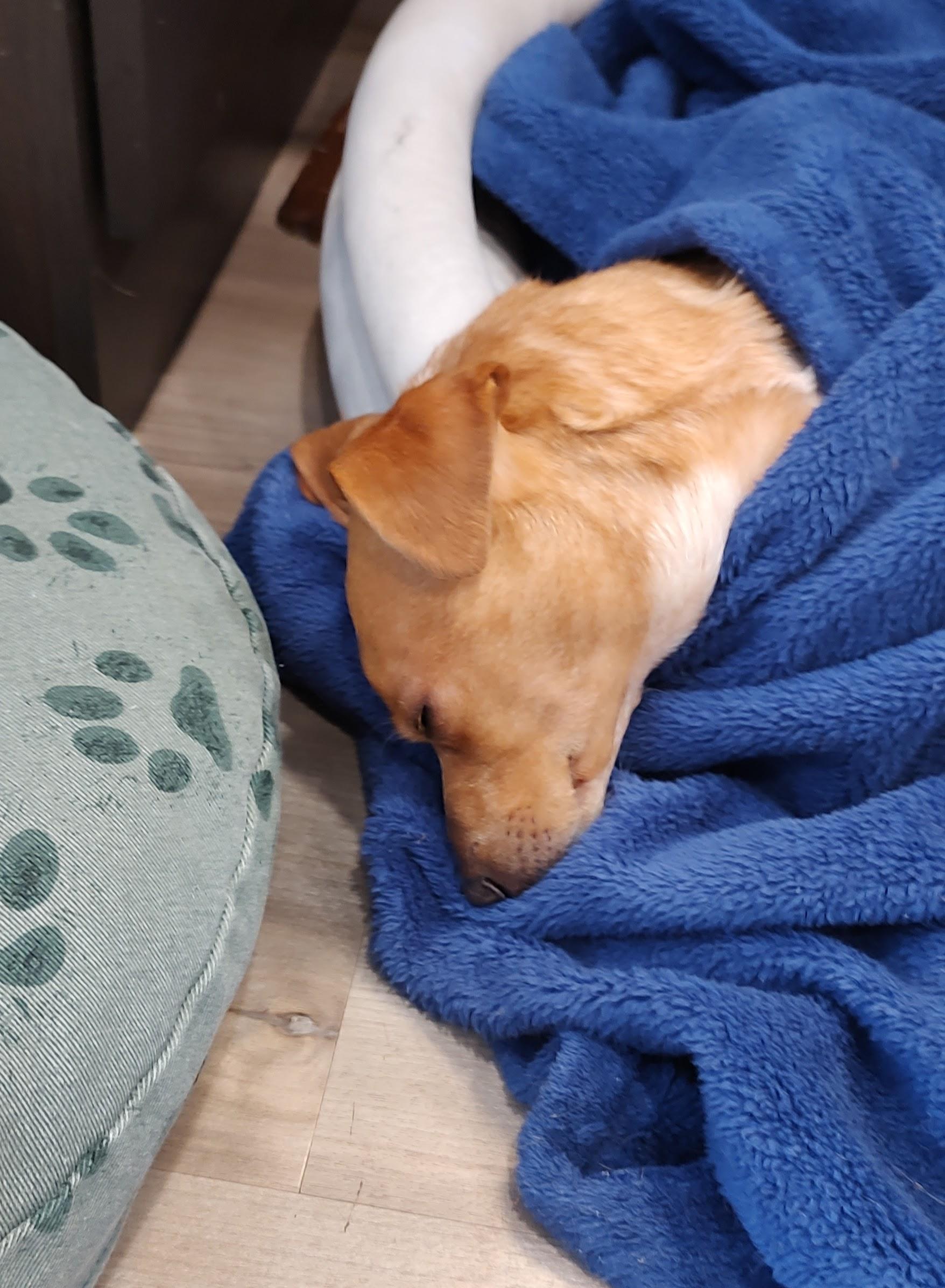 Enlarge Peanut, a Adoptable mixed breed in Sandy, UT image 6/6