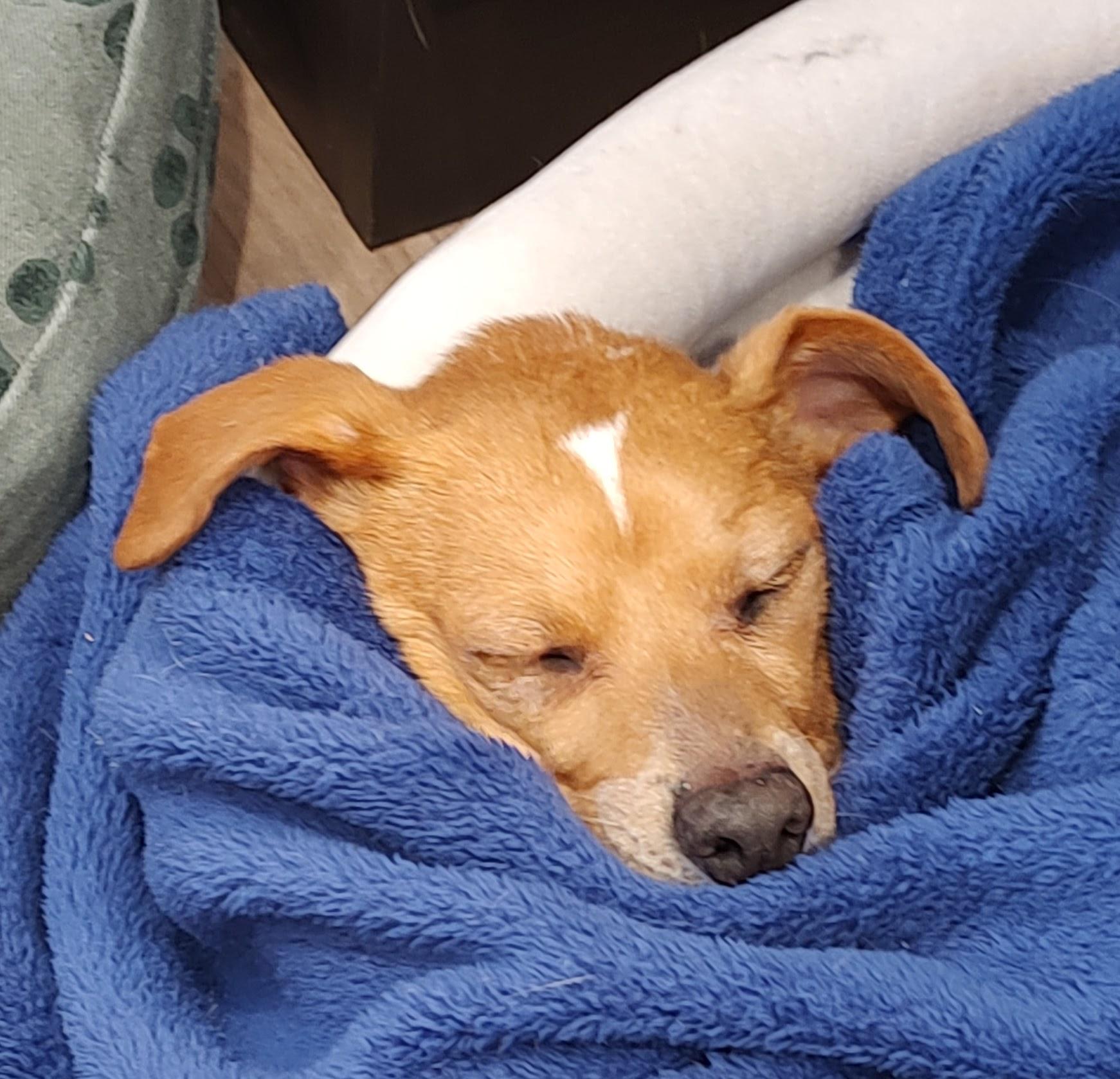 Enlarge Peanut, a Adoptable mixed breed in Sandy, UT image 5/6