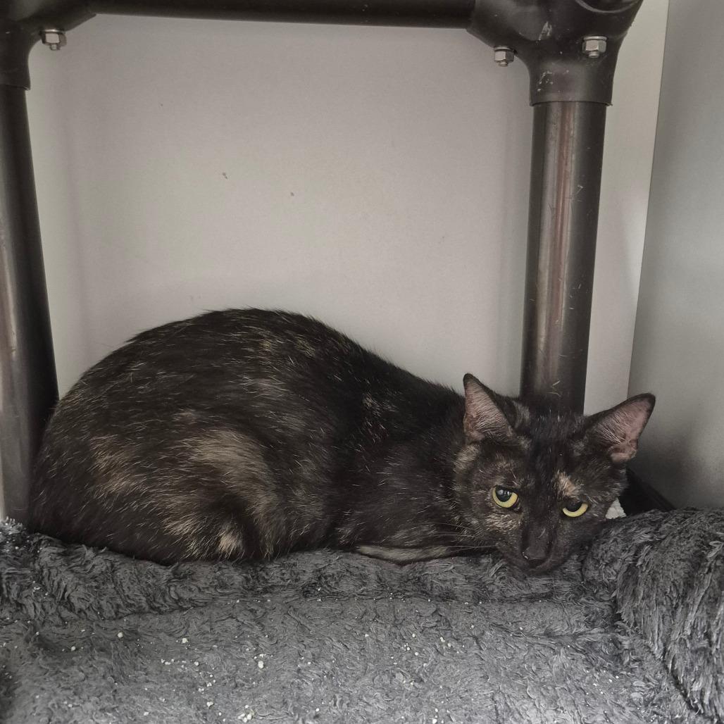 Firefly, Adoptable, Young Female Domestic Short Hair.