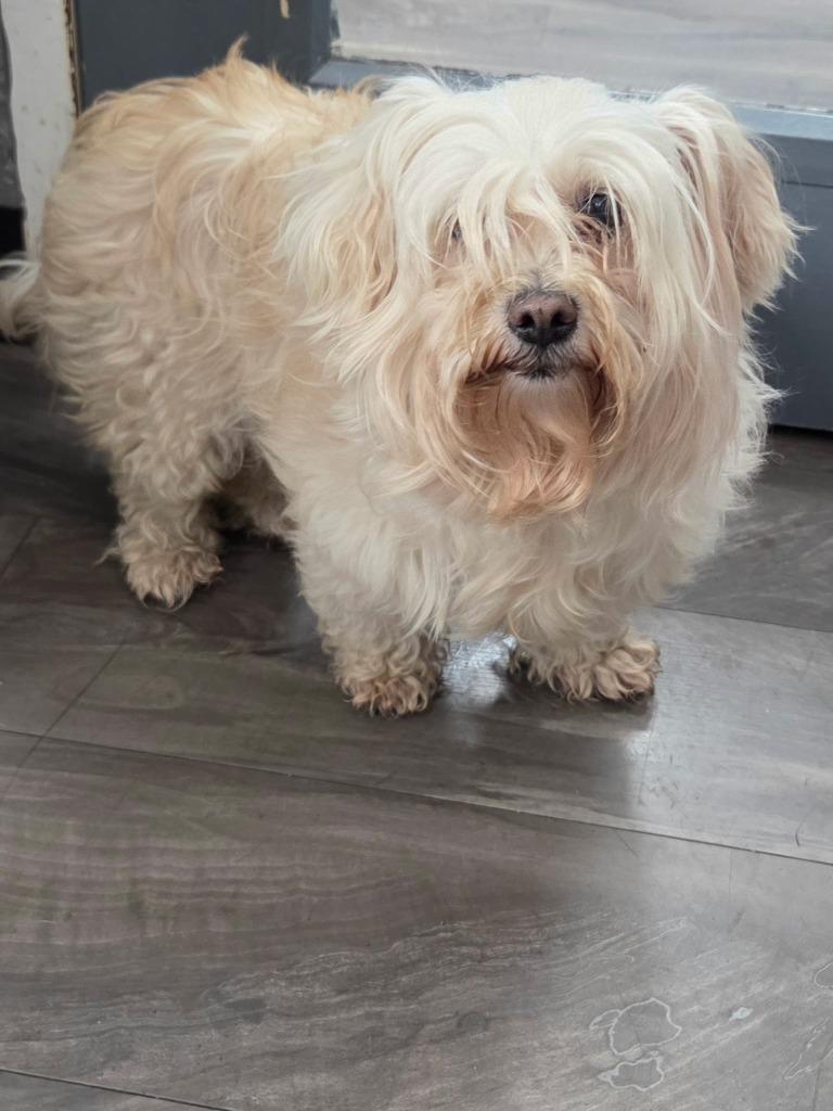 Bubbles, Adoptable, Adult Female Maltese.