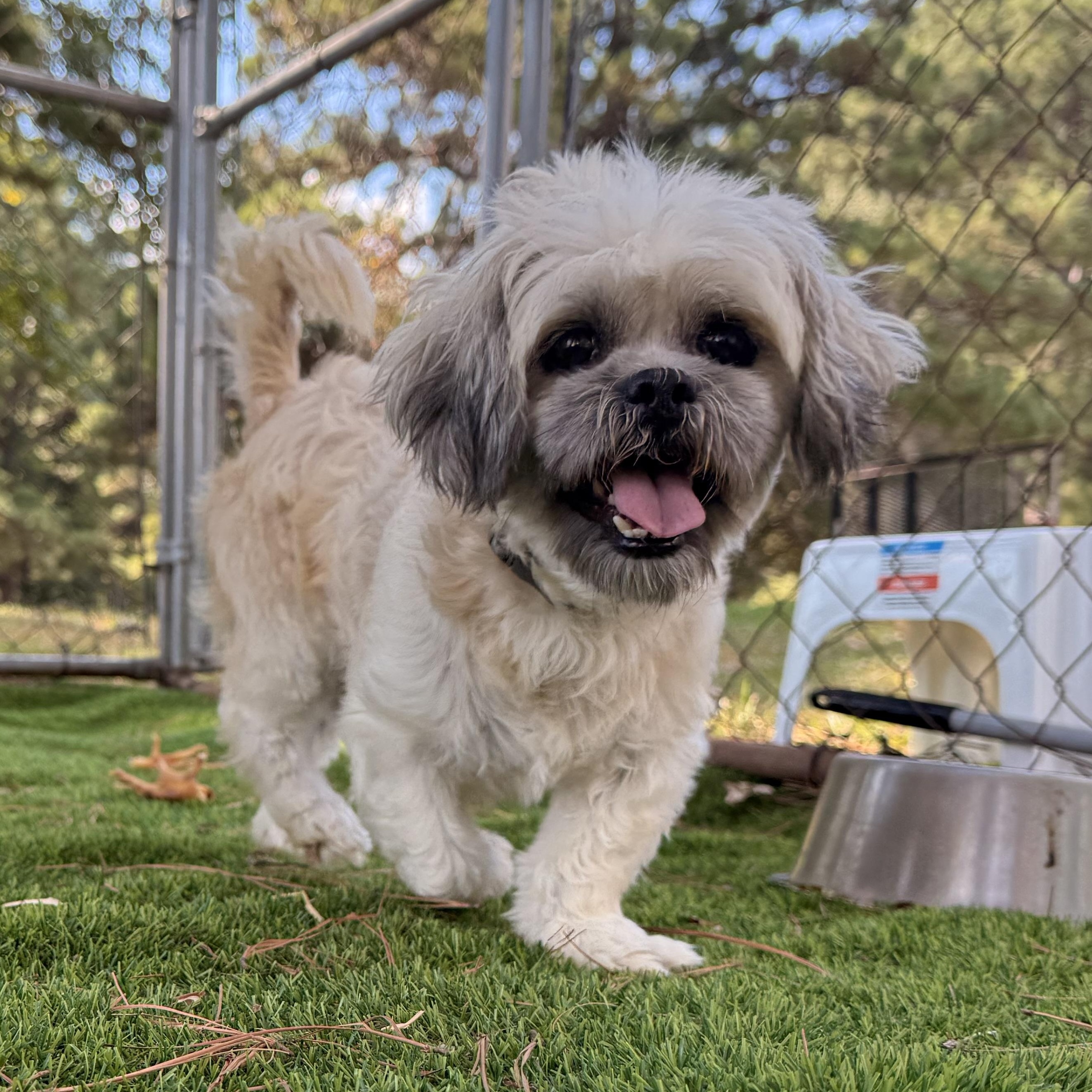 Duster, Adoptable, Adult Male Shih Tzu.