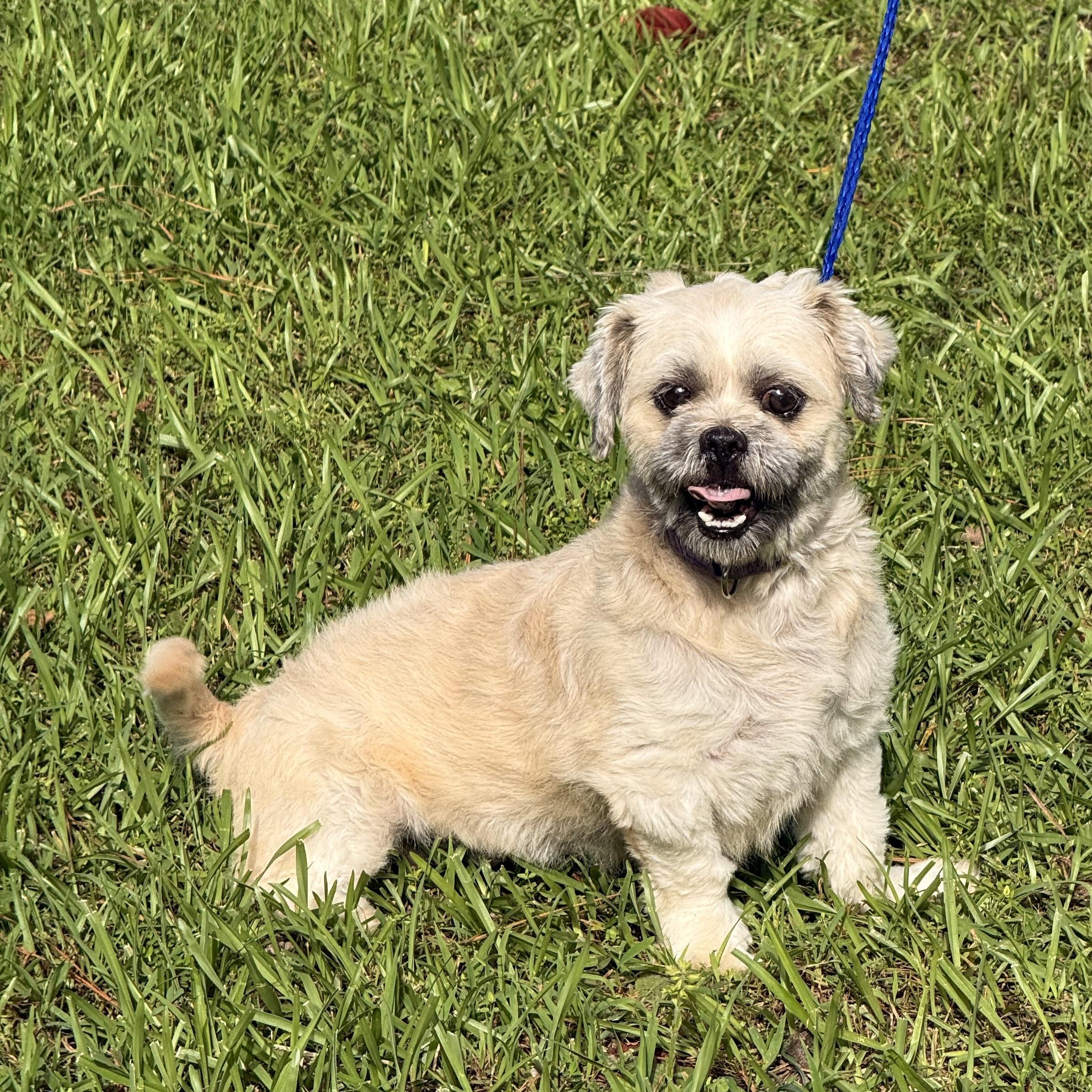 Duster, ADOPTABLE, Adult Male Shih Tzu.