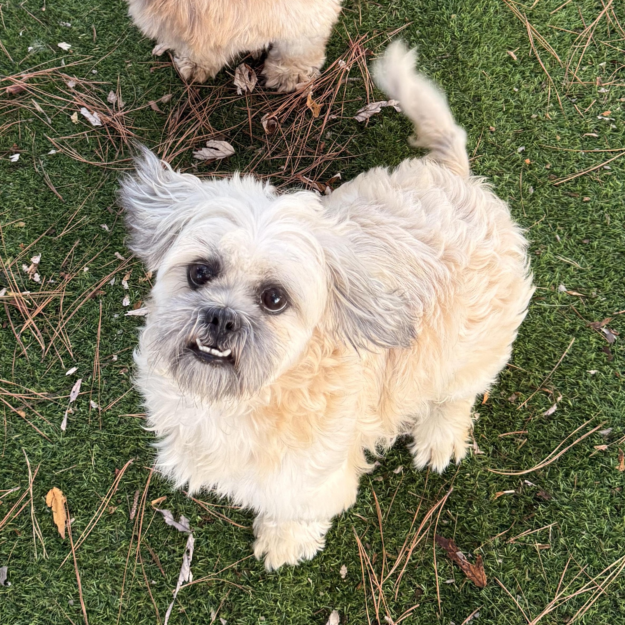Enlarge Duster, a Adoptable Shih Tzu in Texarkana, TX image 4/6