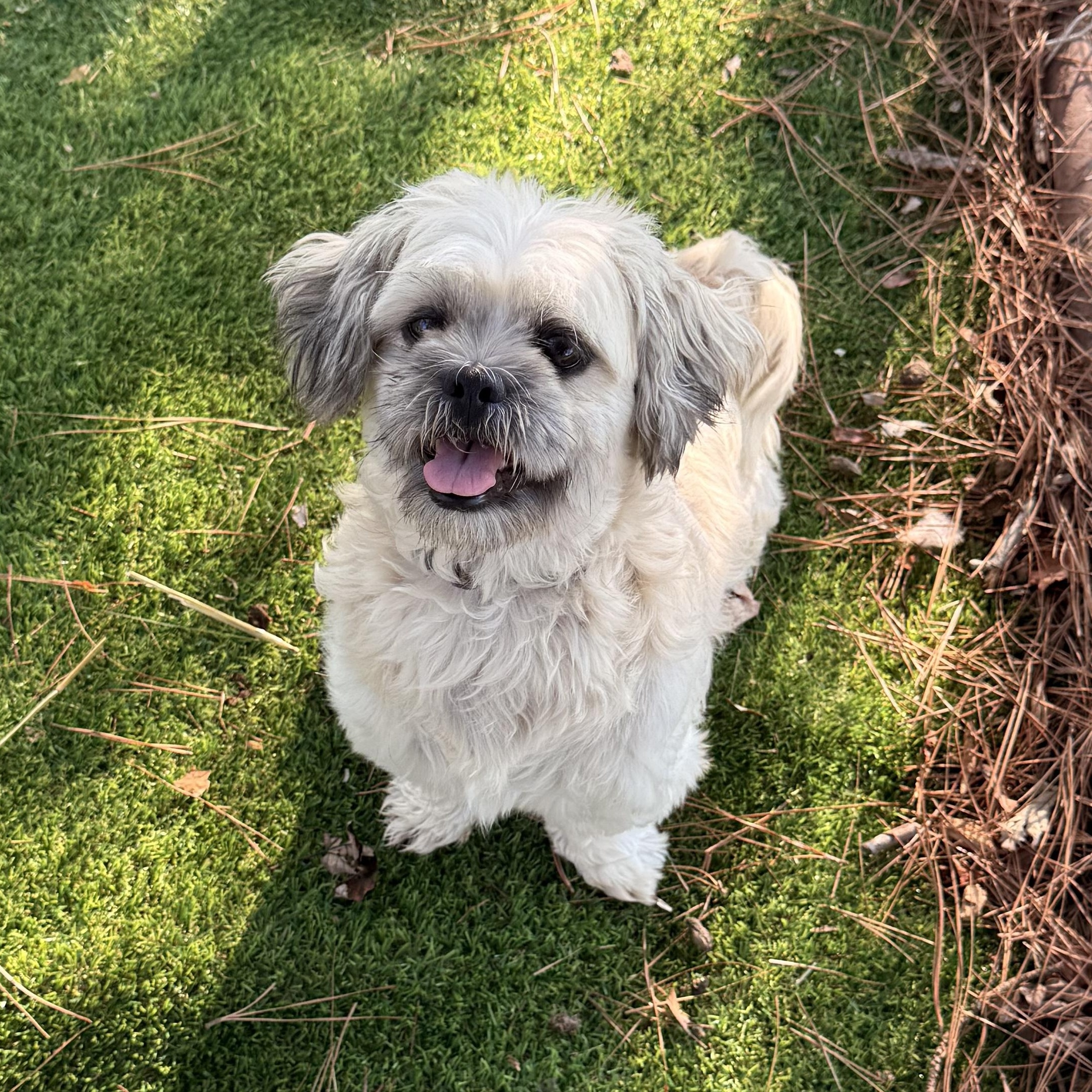 Enlarge Duster, a Adoptable Shih Tzu in Texarkana, TX image 3/6