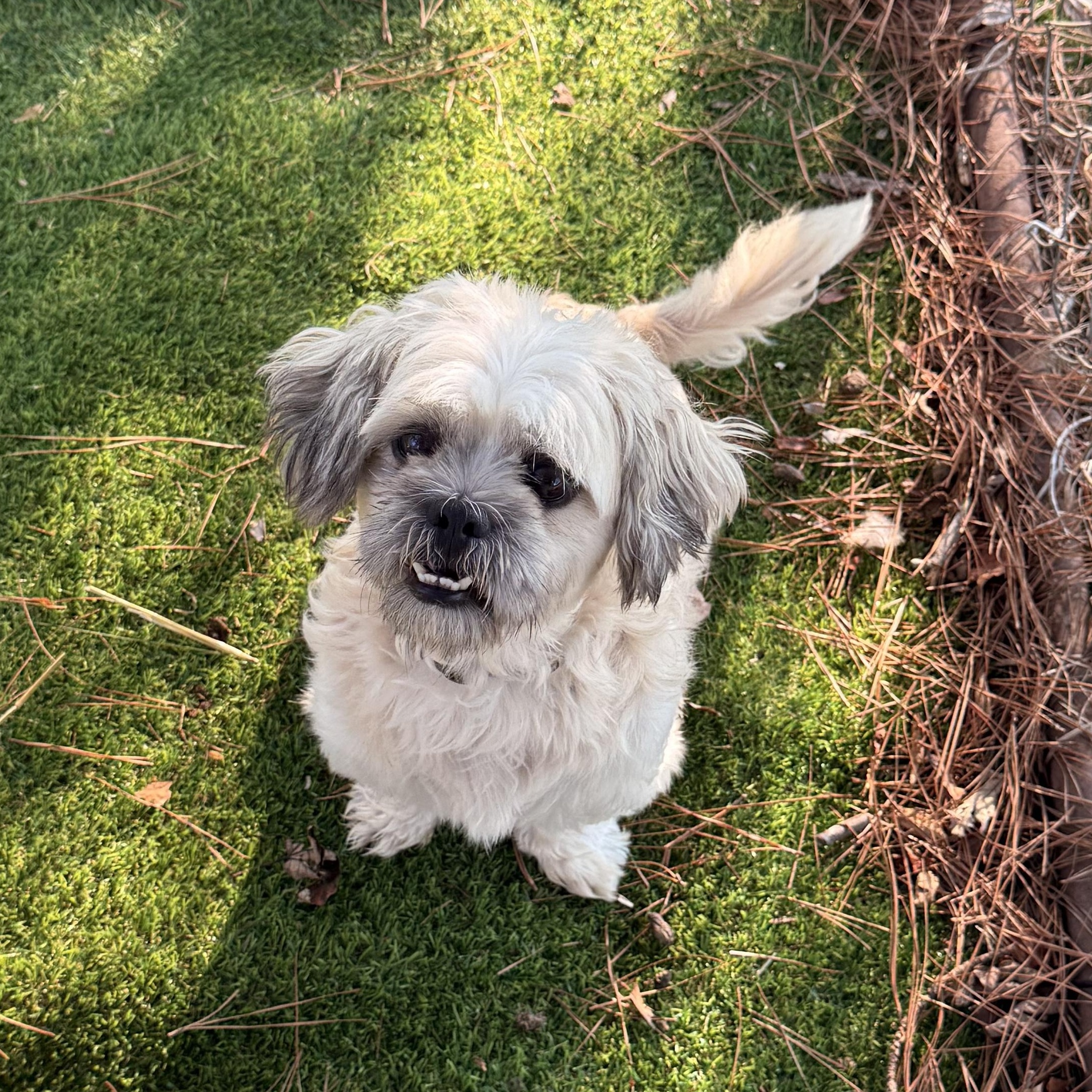 Enlarge Duster, a Adoptable Shih Tzu in Texarkana, TX image 2/6