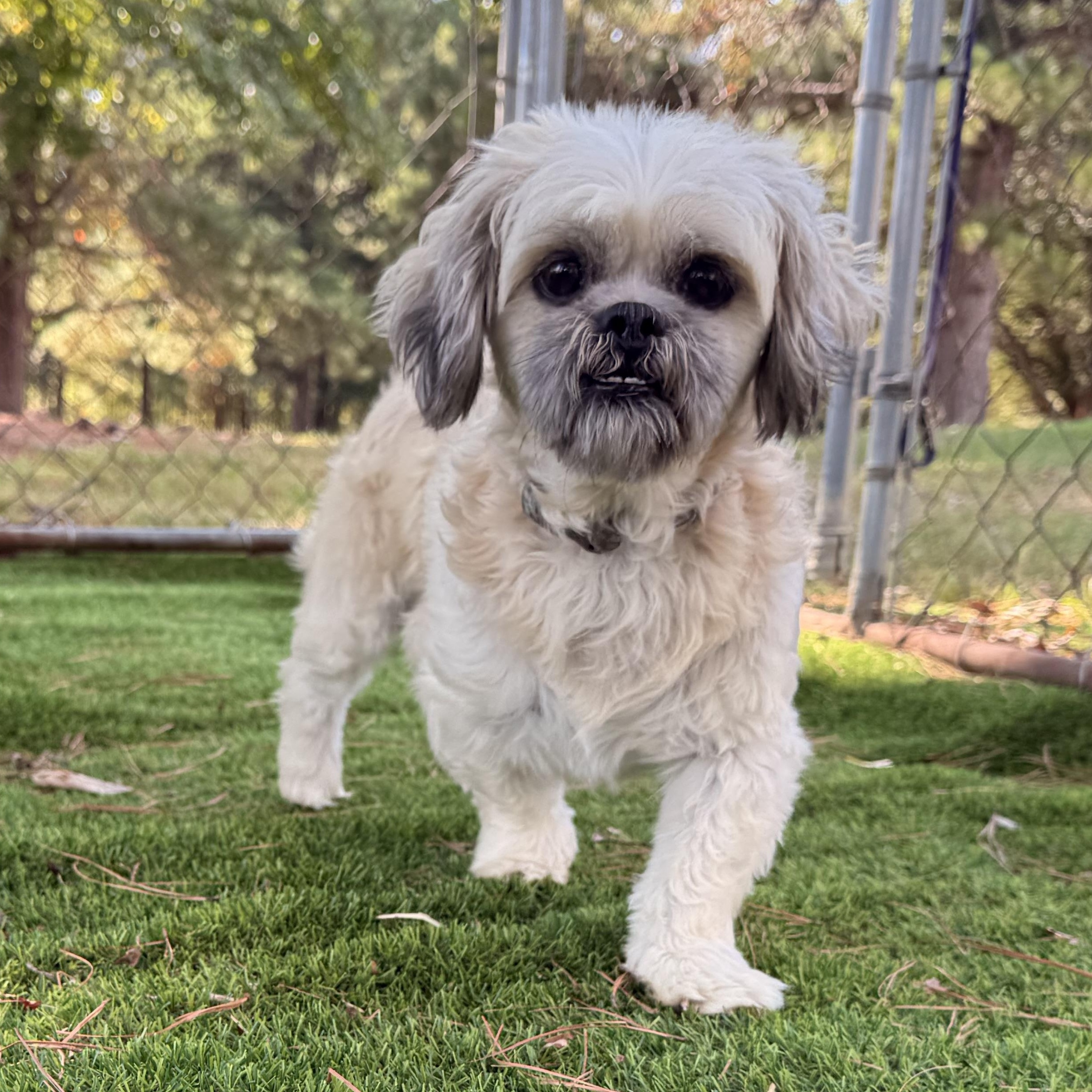 Enlarge Duster, a Adoptable Shih Tzu in Texarkana, TX image 6/6