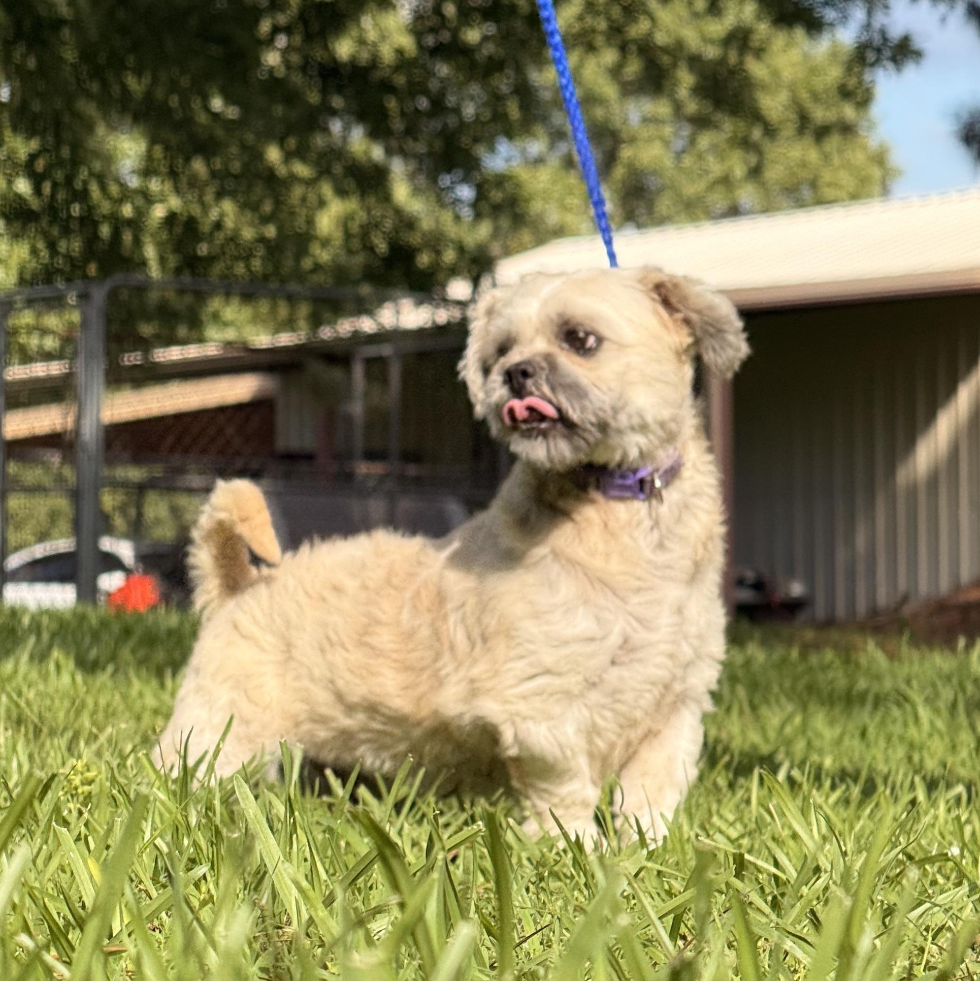 Enlarge Duster, a ADOPTABLE Shih Tzu in Texarkana, TX image 5/6