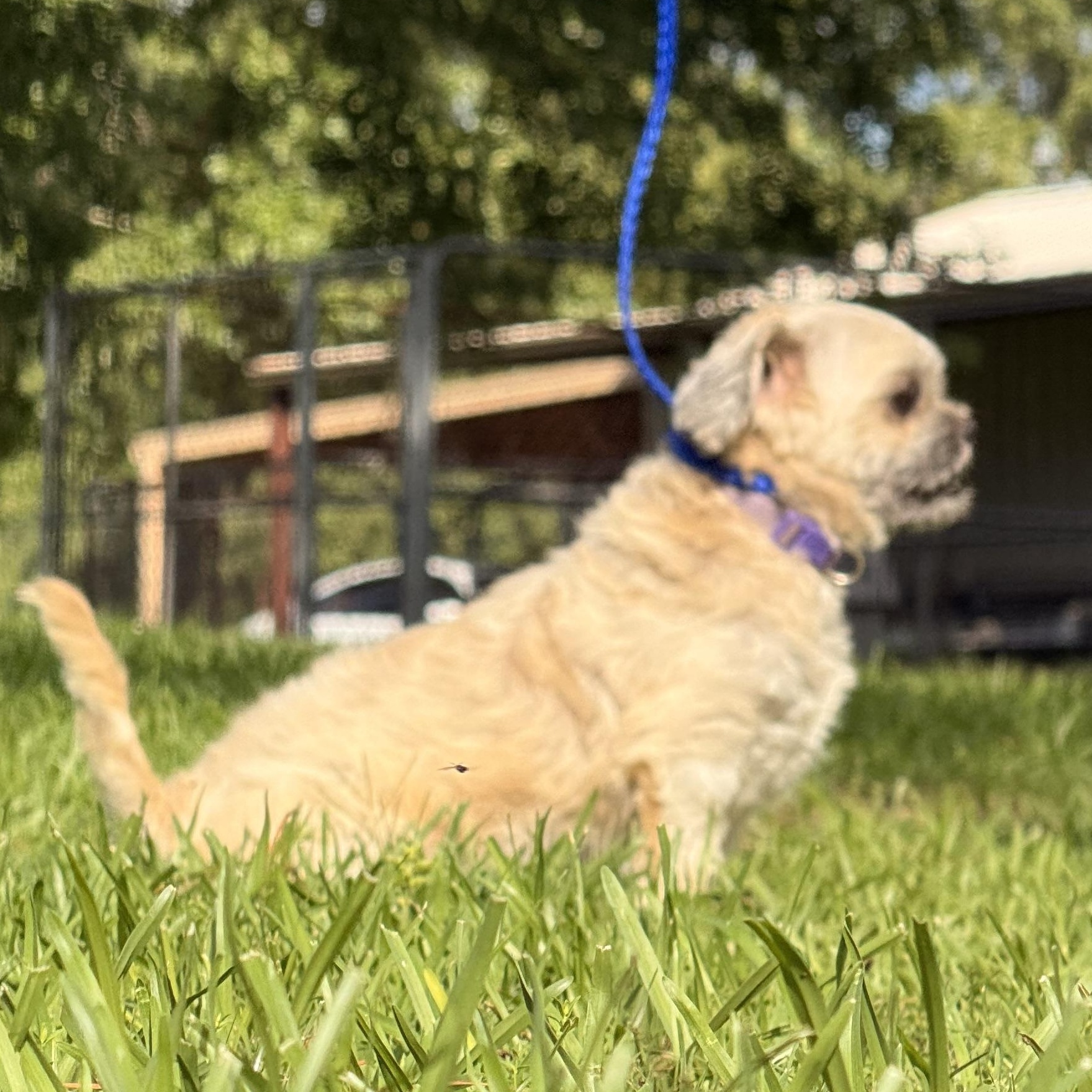 Enlarge Duster, a ADOPTABLE Shih Tzu in Texarkana, TX image 6/6