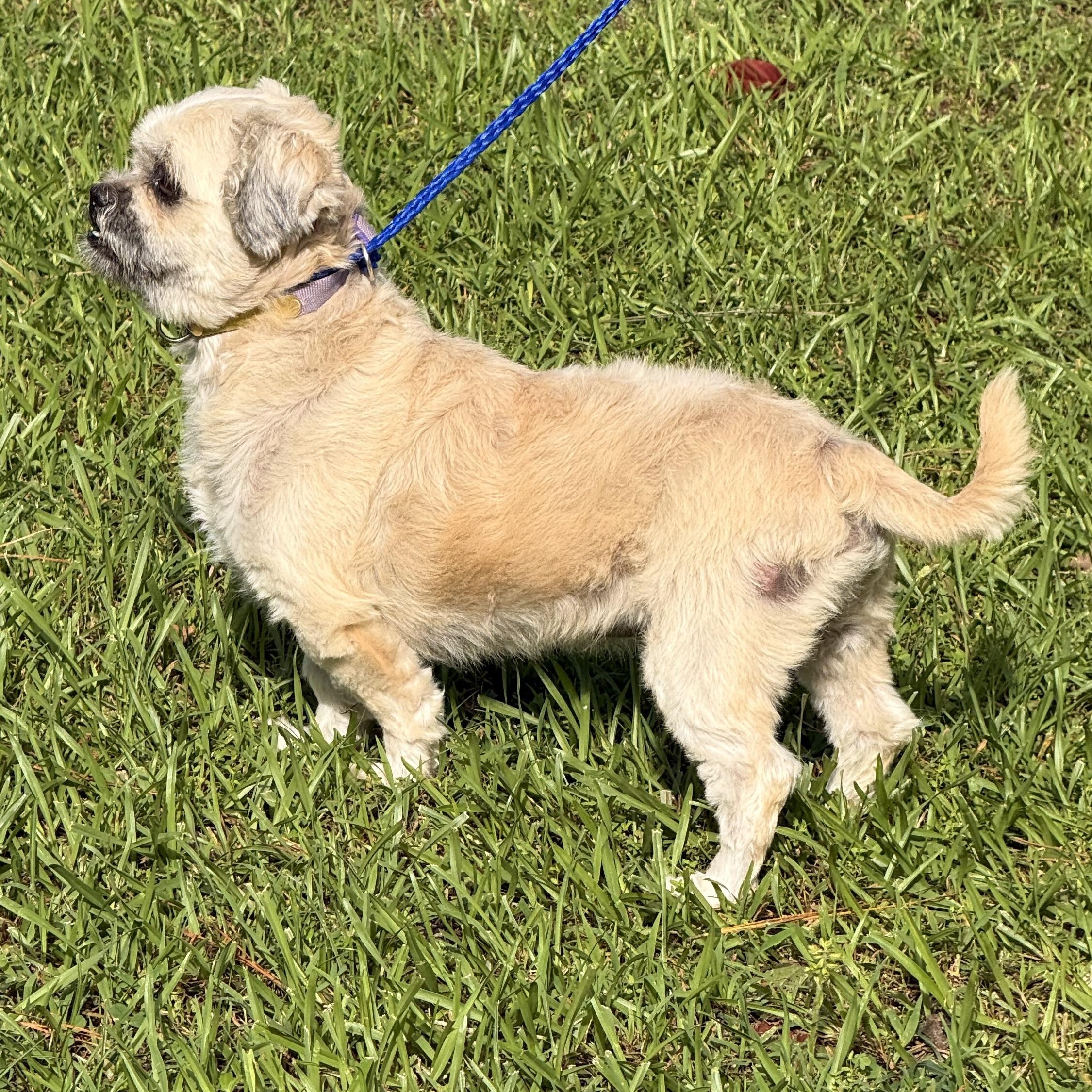 Enlarge Duster, a ADOPTABLE Shih Tzu in Texarkana, TX image 4/6