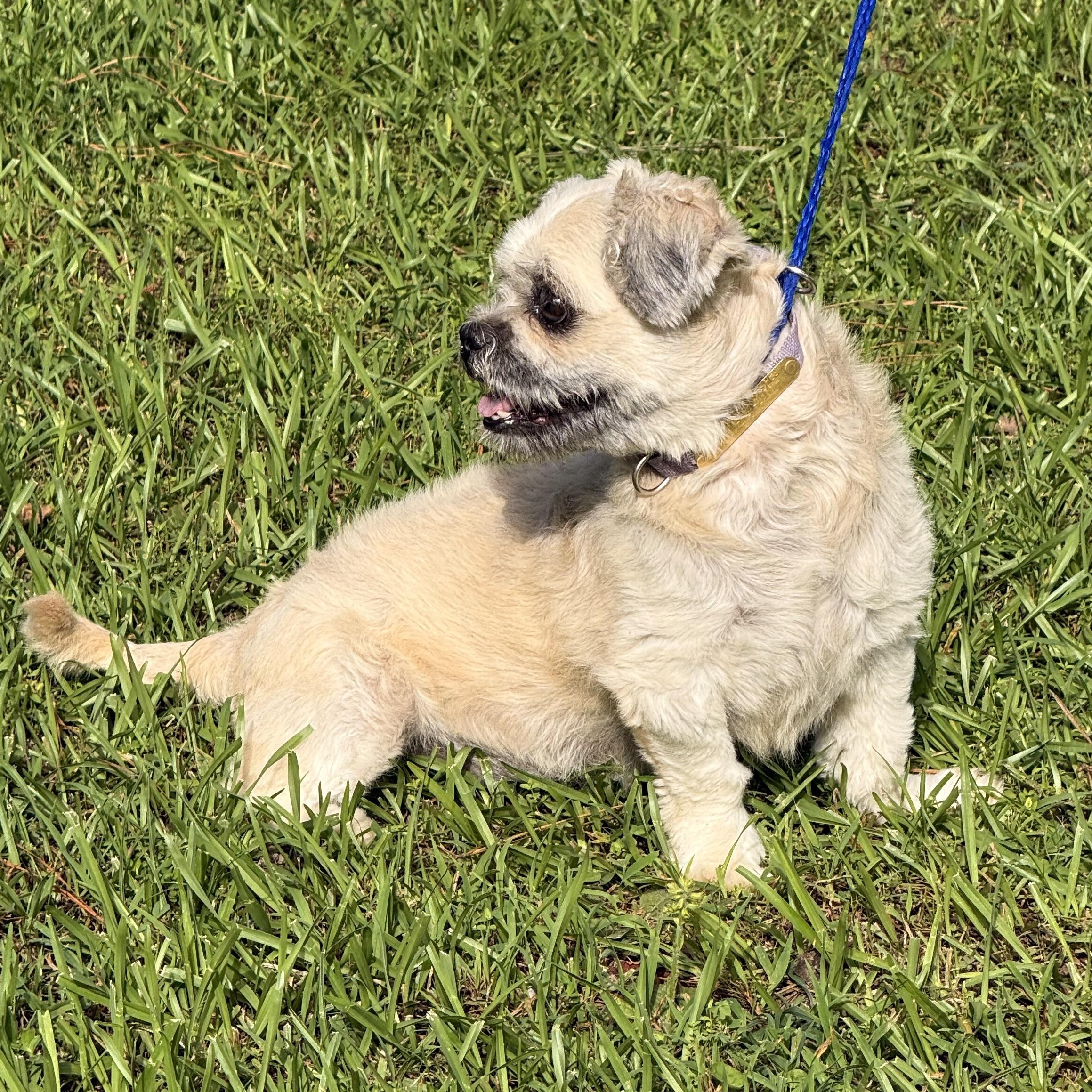 Enlarge Duster, a ADOPTABLE Shih Tzu in Texarkana, TX image 2/6