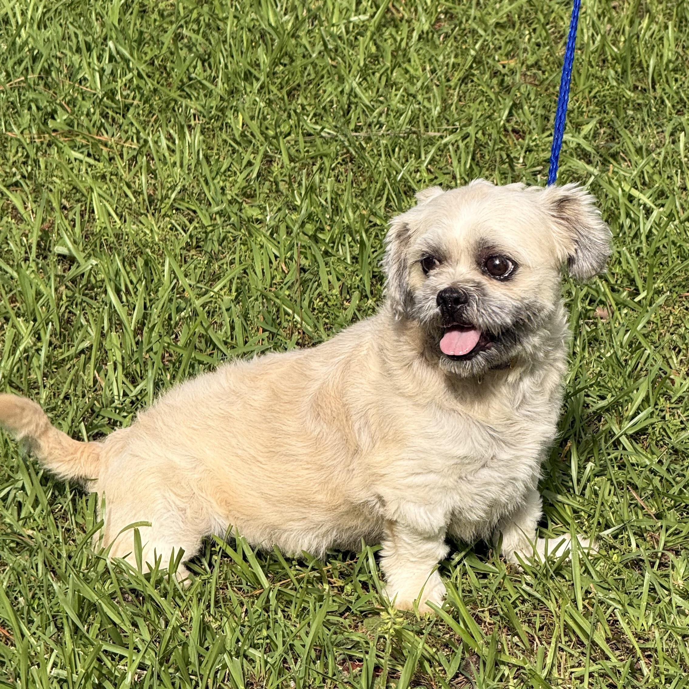 Enlarge Duster, a ADOPTABLE Shih Tzu in Texarkana, TX image 3/6